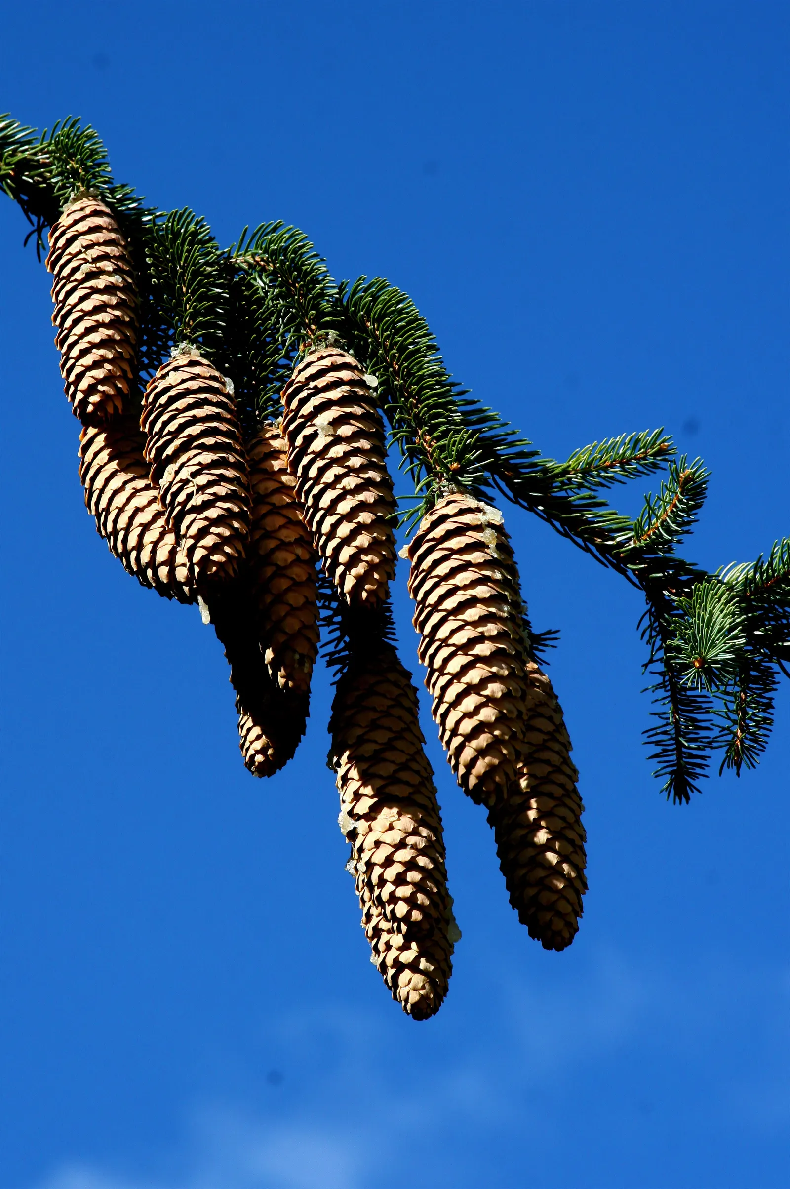 Norway Spruce (Picea Abies) — needle-like leaves and conical shape make it a classic choice for vertical accent or windbreaks