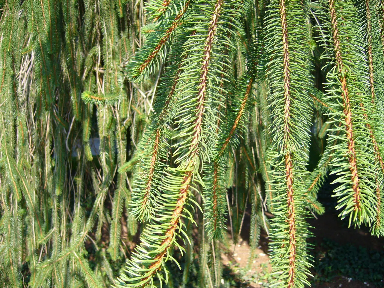 Norway Spruce (Picea Abies) — exhibiting a sweeping nature that is both elegant and practical