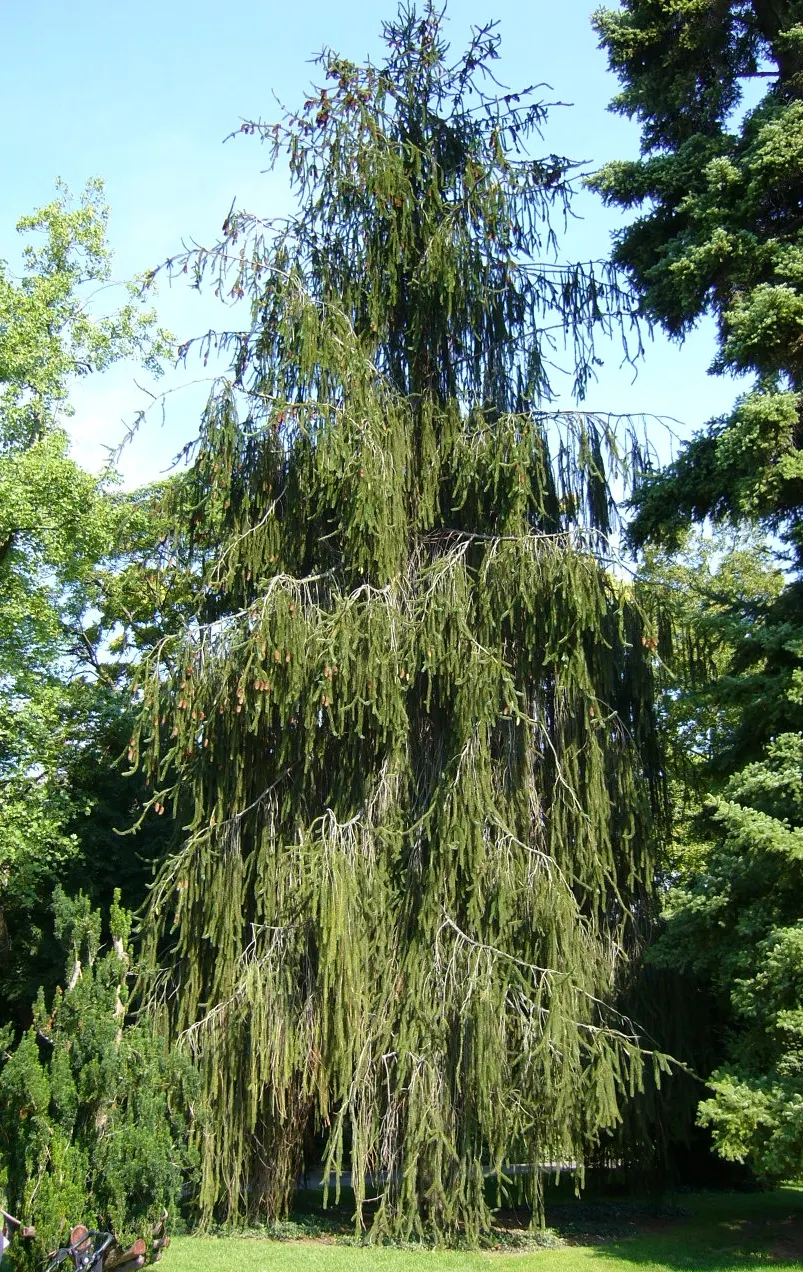 Norway Spruce (Picea Abies) — and prefers well-drained soils with a slightly acidic to neutral pH