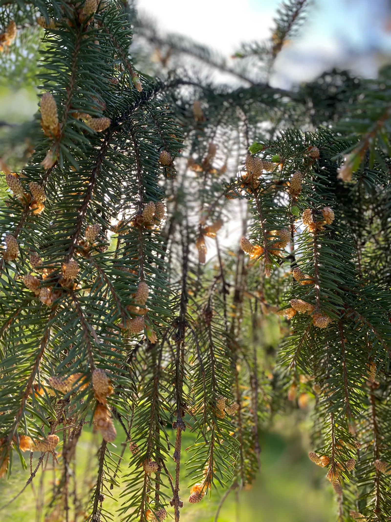 Norway Spruce (Picea Abies) — about 4 to 6 inches in length