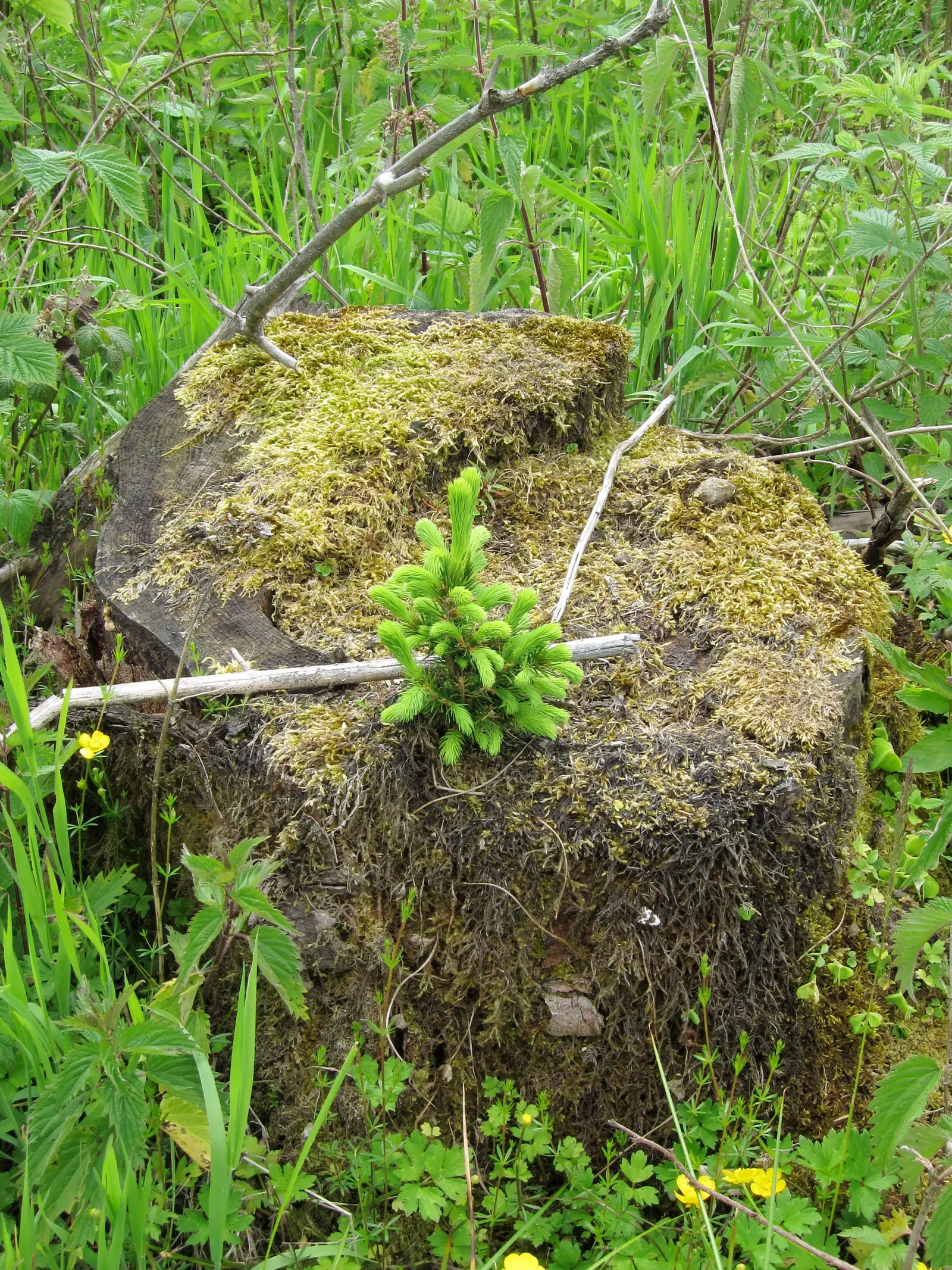 Norway Spruce (Picea Abies) — conifer / tree for full