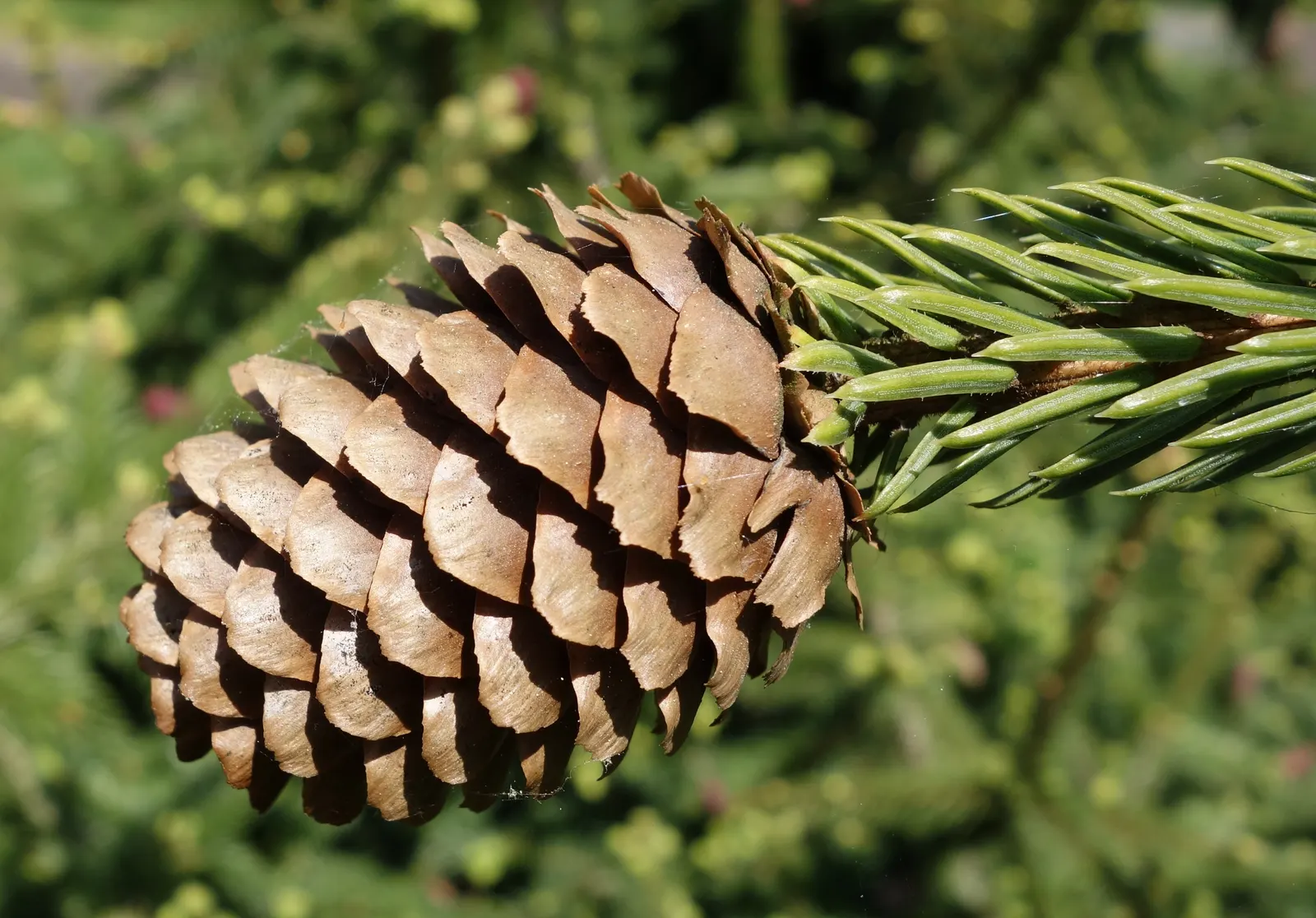 Norway Spruce (Picea Abies) — are attached individually to the branches