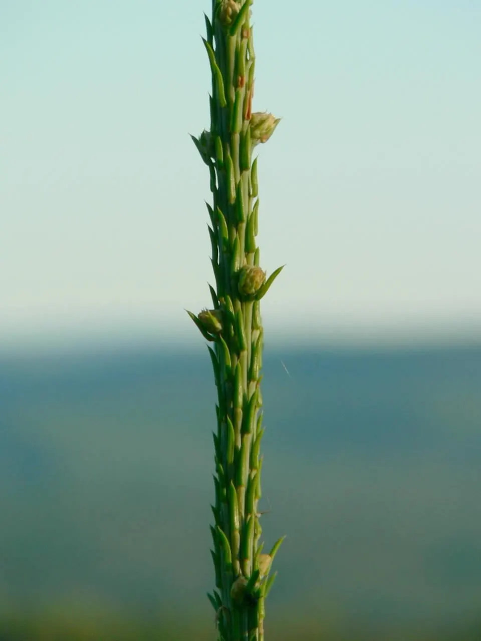 Norway Spruce (Picea Abies) — The Norway Spruce (Picea abies) is a majestic conifer that can reach heights of up to 200 feet