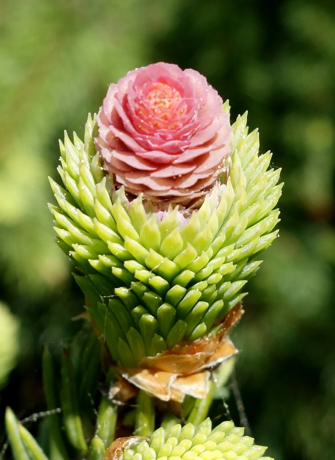 Norway Spruce (Picea Abies) — with a growth rate of about 2 feet per year