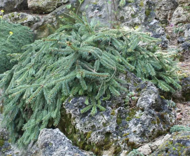 Norway Spruce (Picea Abies) — measuring around 0.5 to 1 inch long; the Norway Spruce is an excellent choice for privacy screens