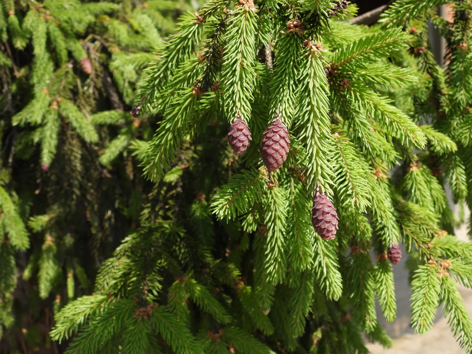 Norway Spruce (Picea Abies) — a majestic coniferous tree; it is tolerant of urban pollution, making it a versatile candidate for both rural and urban landscapes