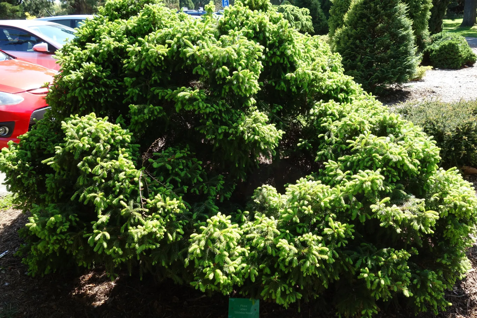Norway Spruce (Picea Abies) — The Norway Spruce (Picea abies)
