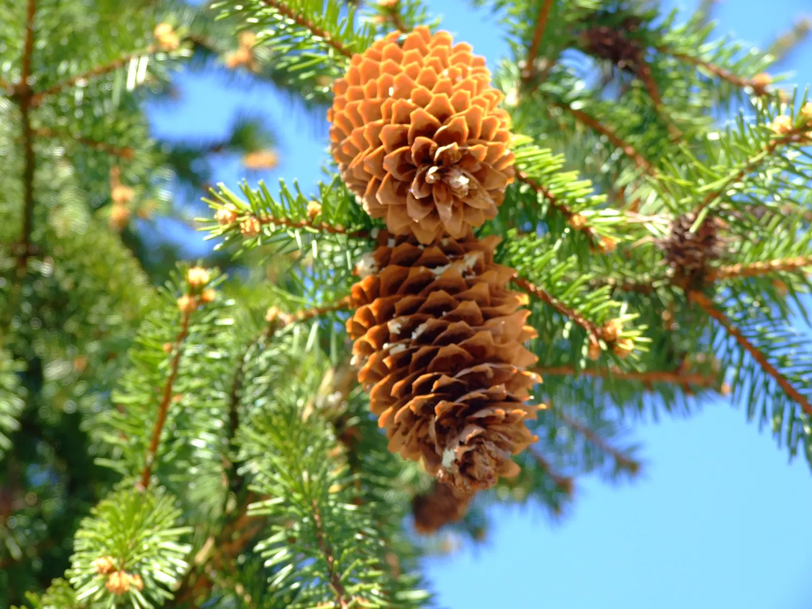 Norway Spruce (Picea Abies) — the Norway Spruce thrives in full sun exposure