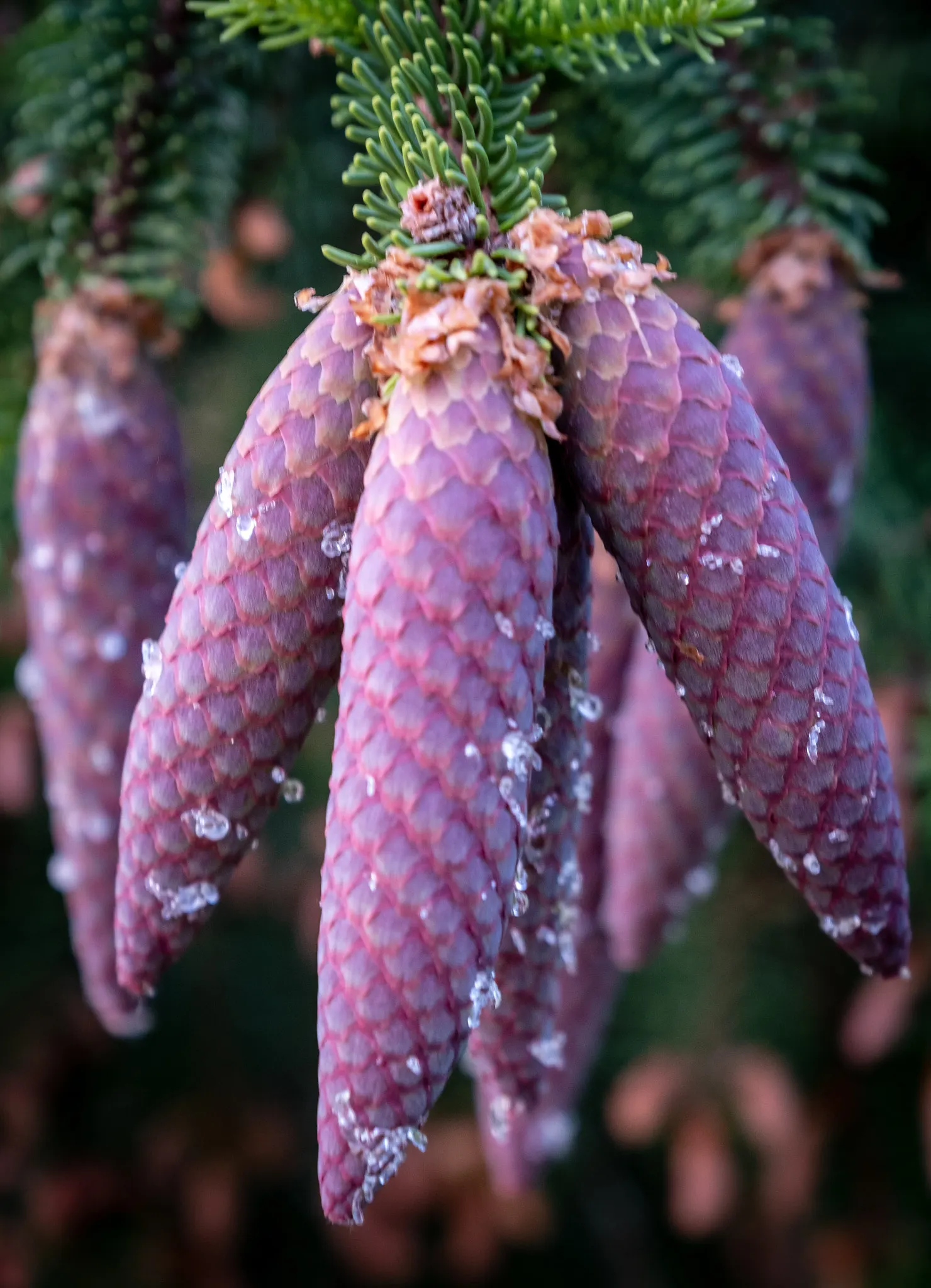 Norway Spruce (Picea Abies) — This native of Europe can reach towering heights of up to 150 to 200 feet in its natural habitat