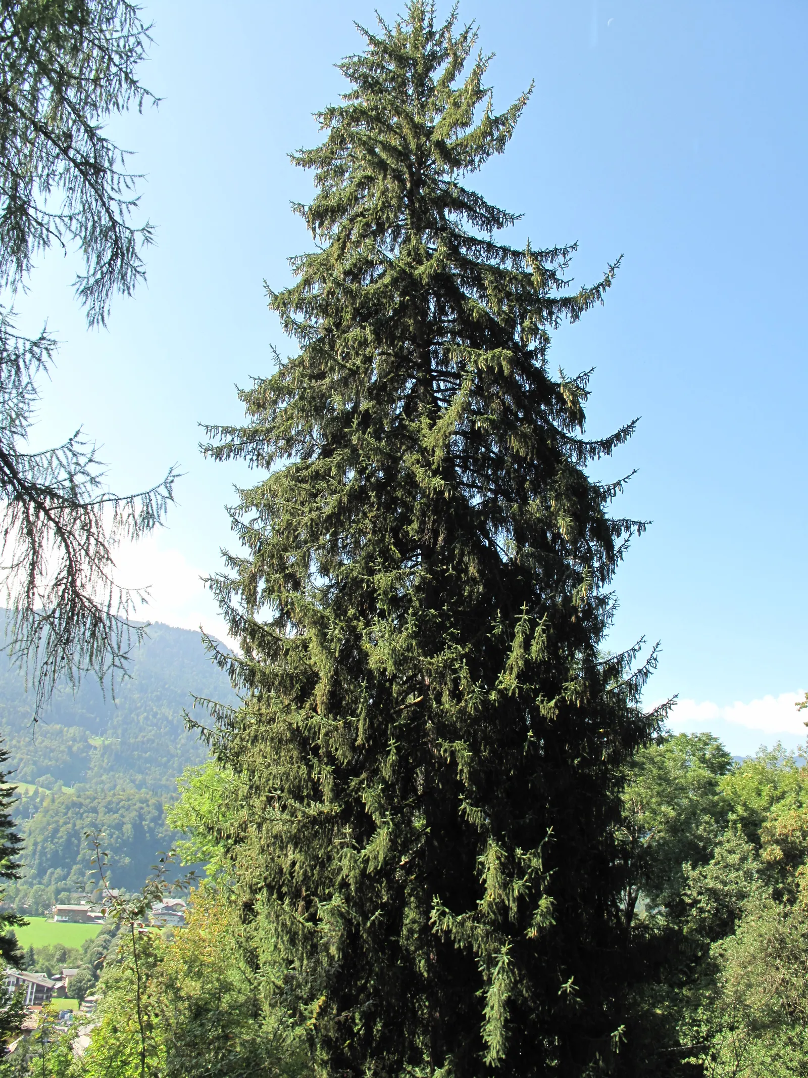 Norway Spruce (Picea Abies) — Its robust root system is beneficial for erosion control on slopes