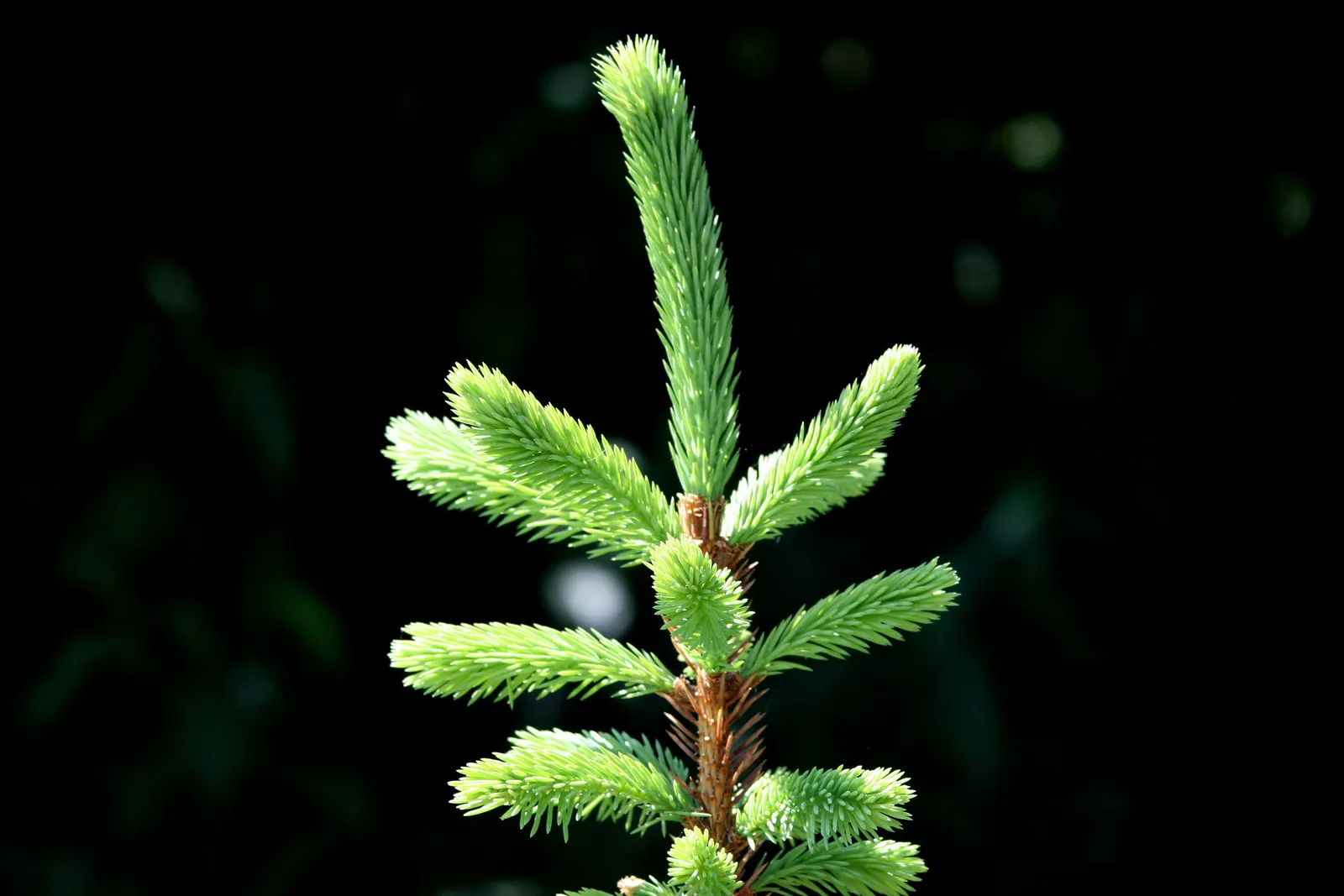 Norway Spruce (Picea Abies) — is renowned for its pyramidal shape and robust growth