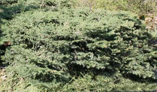 Norway Spruce (Picea Abies) — fast-growing evergreen prefers full sun and well-drained soil