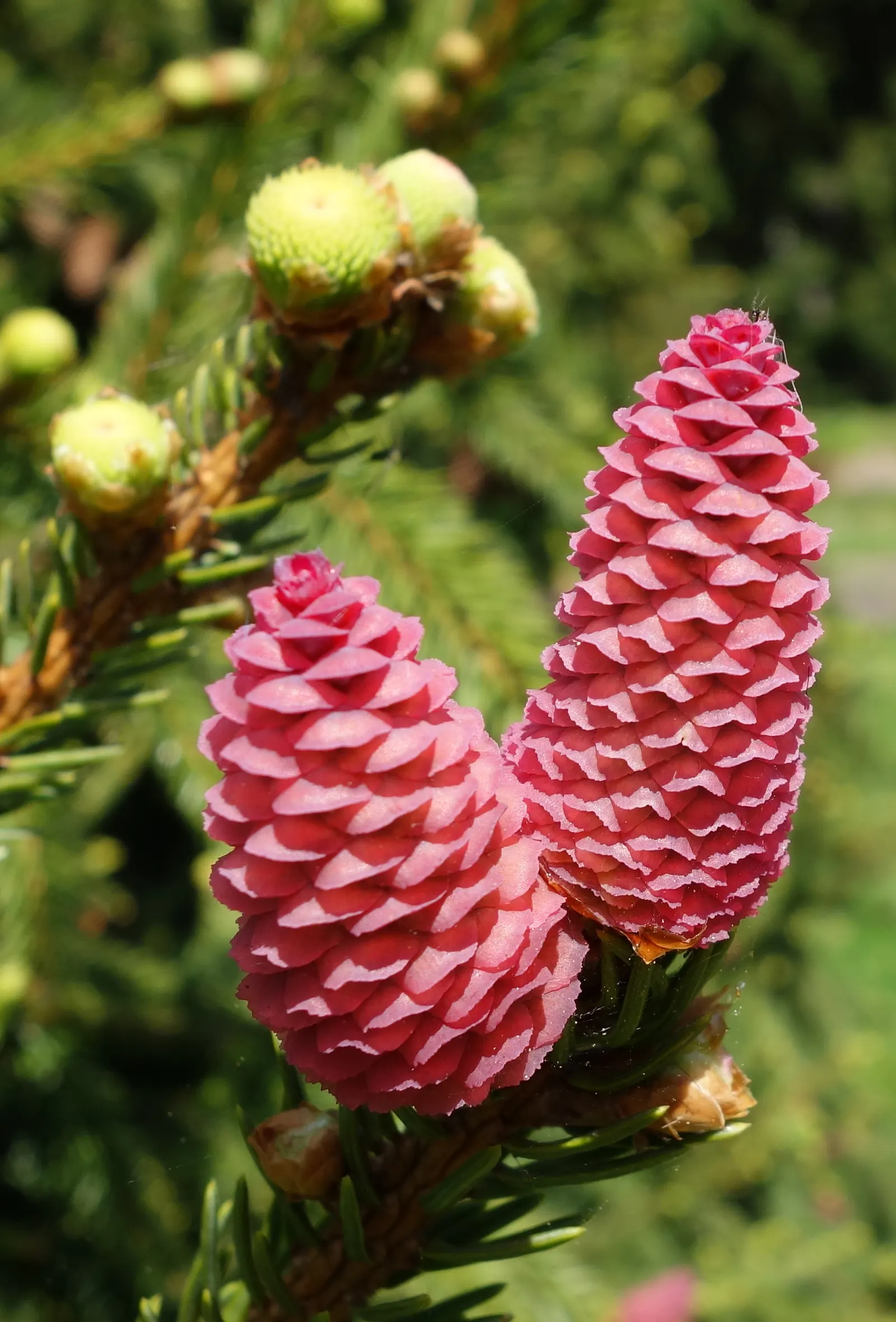 Norway Spruce (Picea Abies) — the Norway Spruce is an excellent choice for privacy screens
