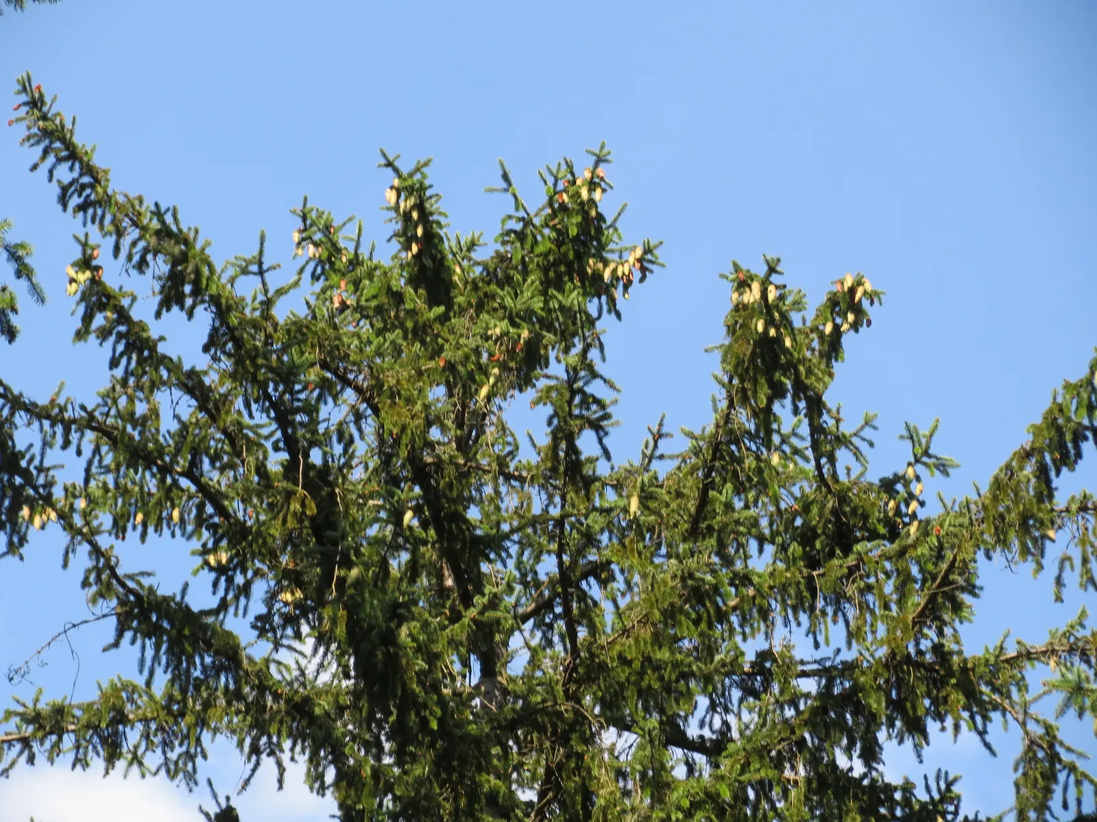 Norway Spruce (Picea Abies) — This native of Europe can reach towering heights of up to 150 to 200 feet in its natural habitat; which hang pendulously from its