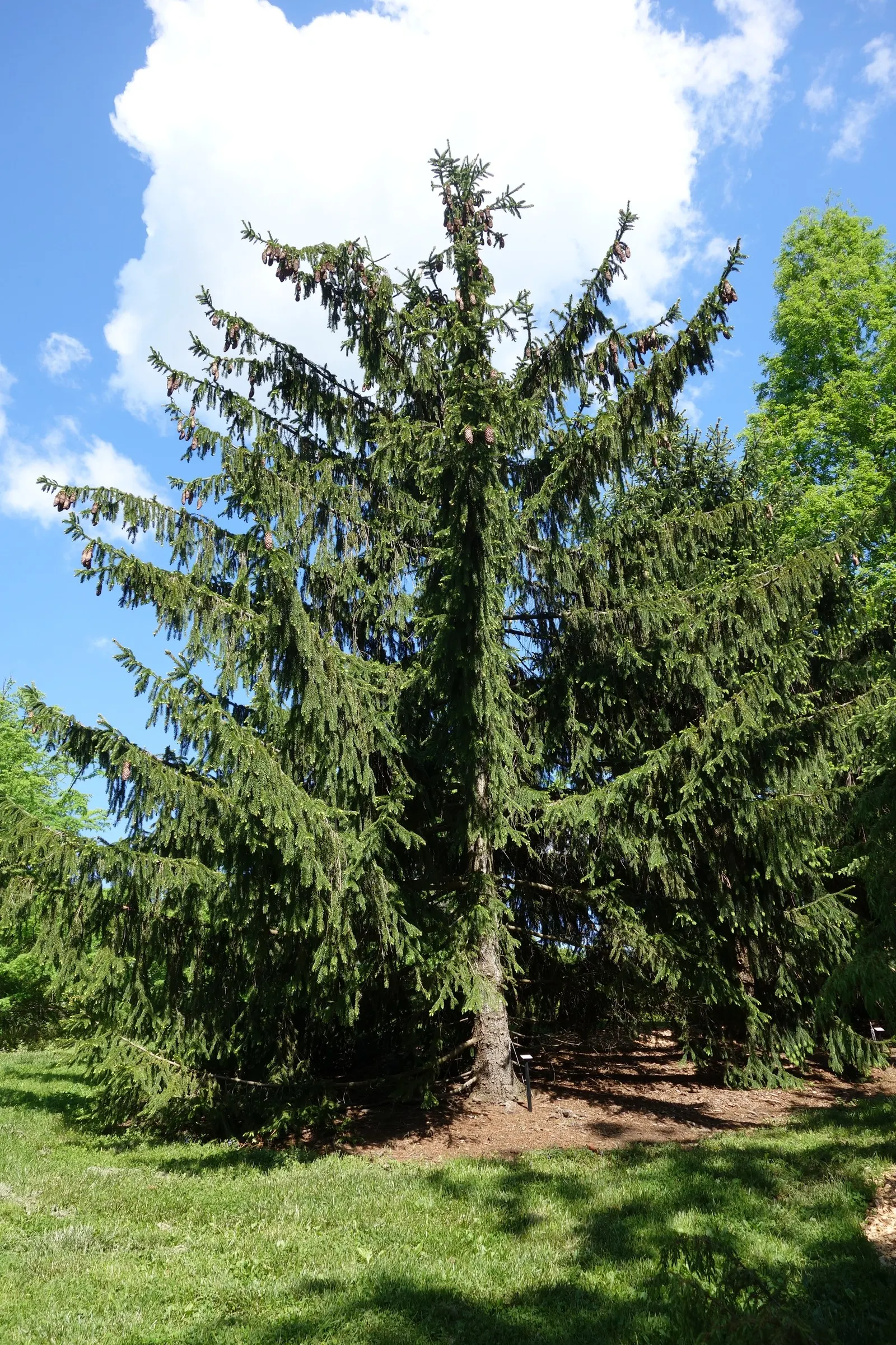 Norway Spruce (Picea Abies) — exhibiting a sweeping nature that is both elegant and practical, image 38