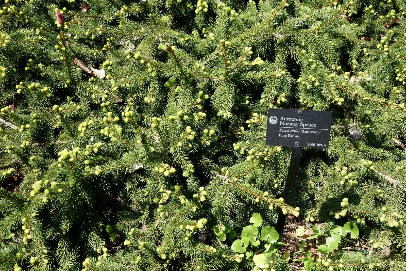 Norway Spruce (Picea Abies) — with a lifespan of around 7 years each