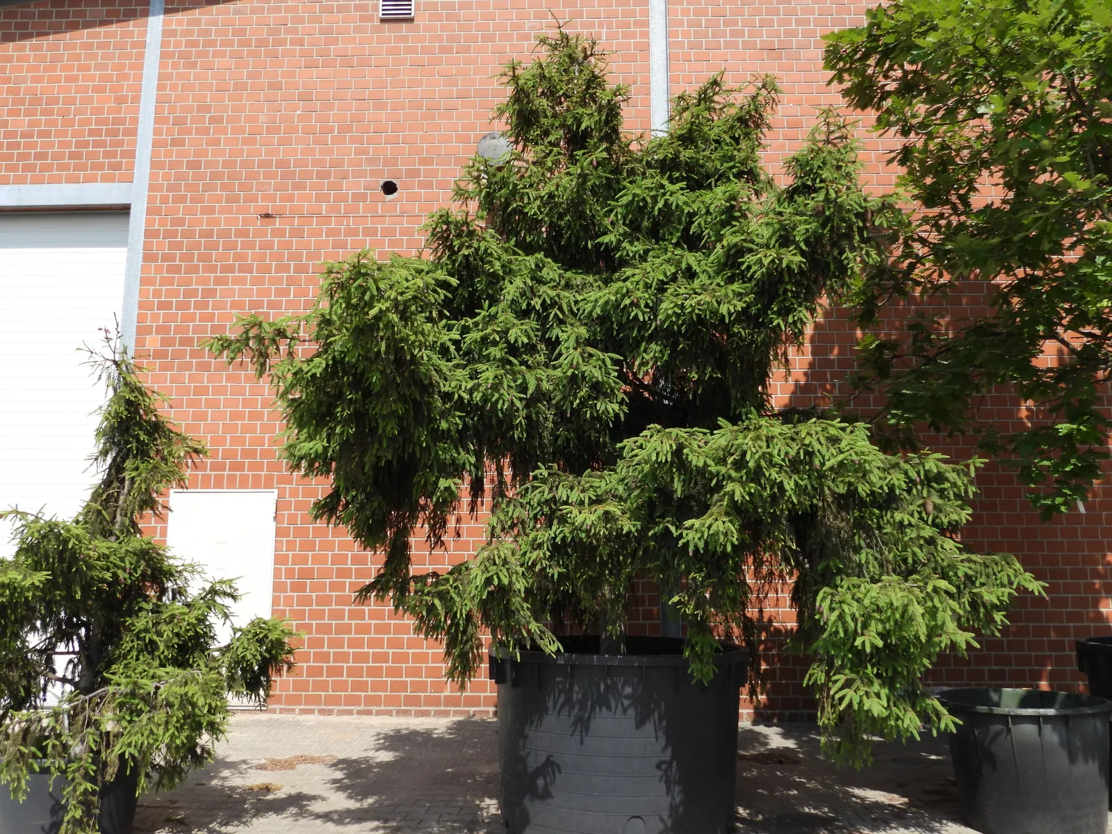 Norway Spruce (Picea Abies) — The Norway Spruce (Picea abies); with a lifespan of around 7 years each