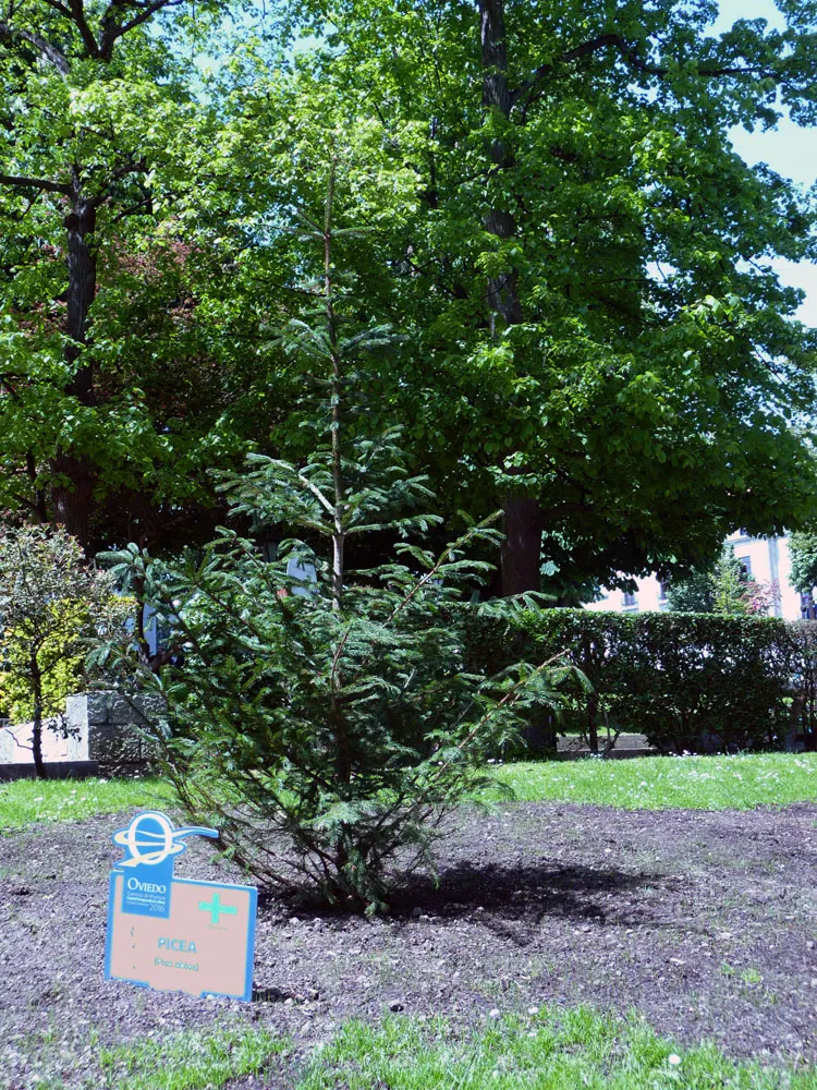 Norway Spruce (Picea Abies) — which hang pendulously from its branches