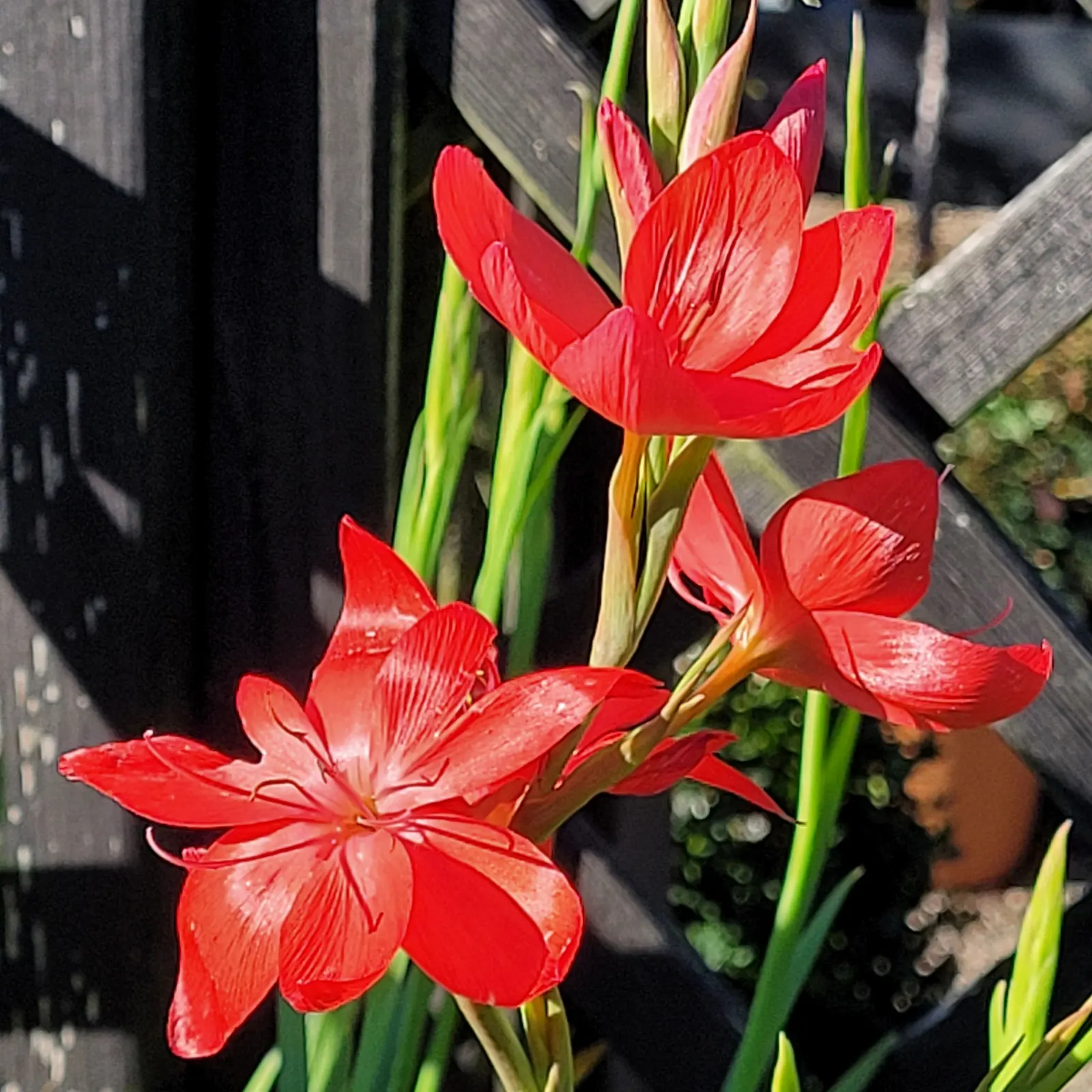 Scarlet River Lily (Schizostylis Coccinea) — scientifically known as Schizostylis coccinea