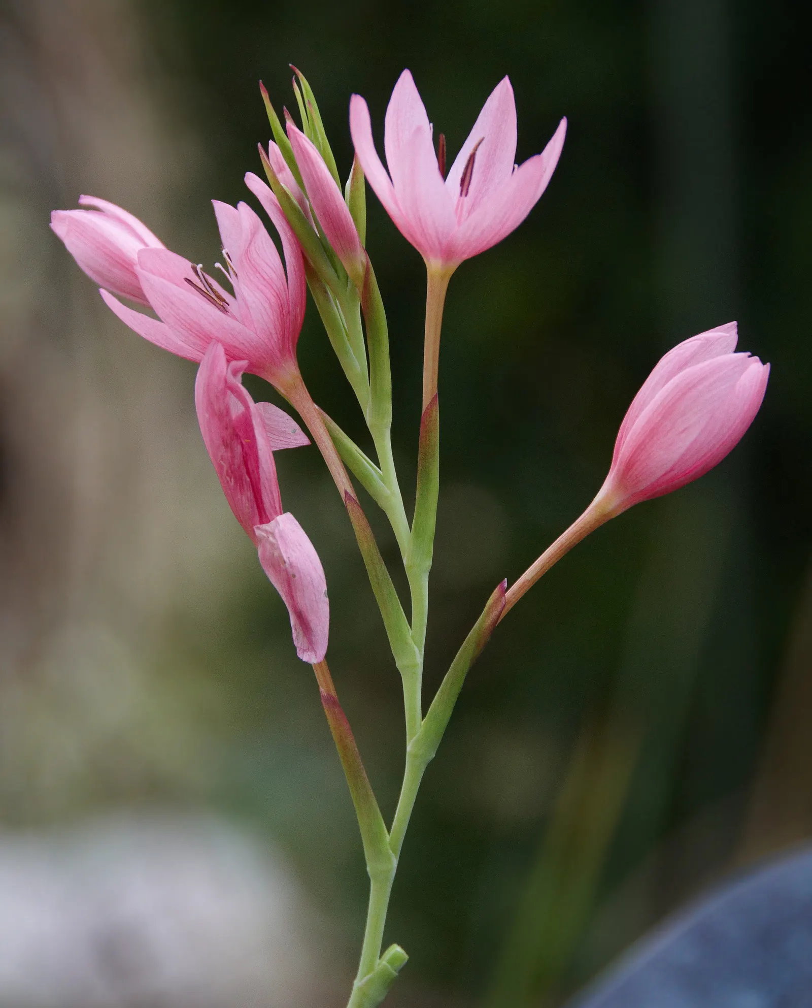 Scarlet River Lily (Schizostylis Coccinea) — this robust plant is renowned for its ability to flourish in moist