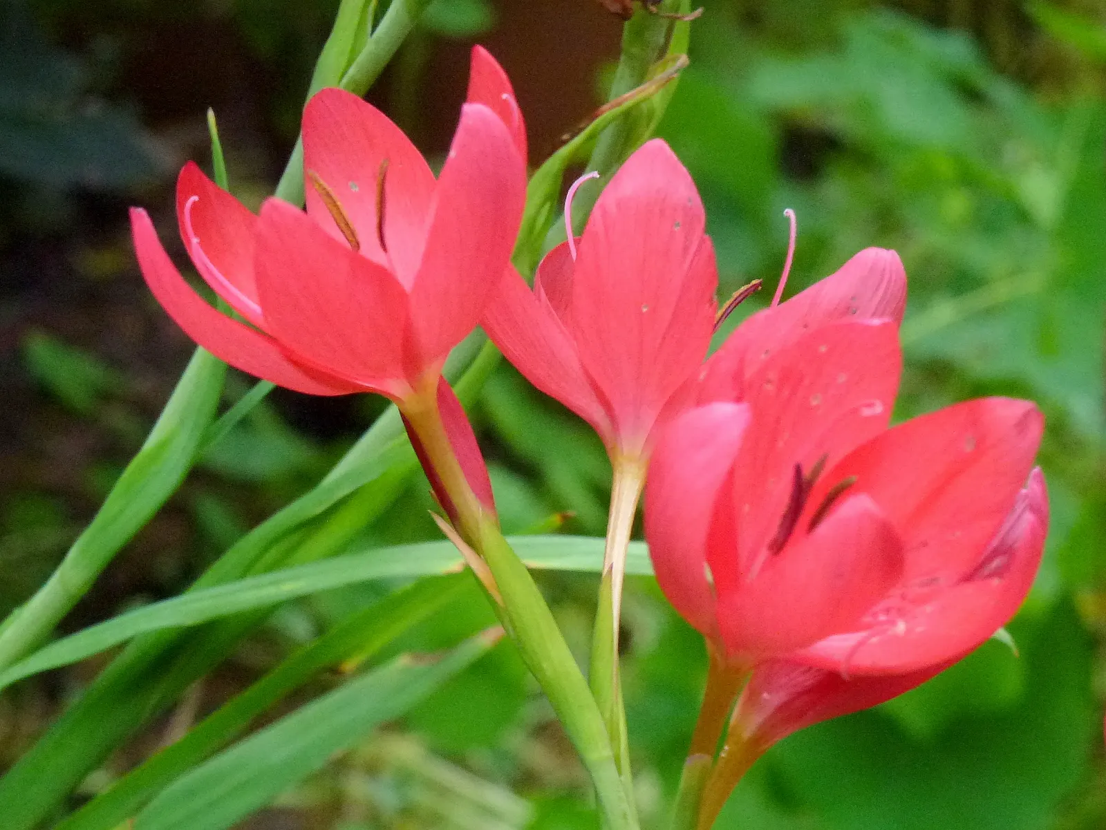 Scarlet River Lily (Schizostylis Coccinea) — Thriving in USDA hardiness zones 6 through 9