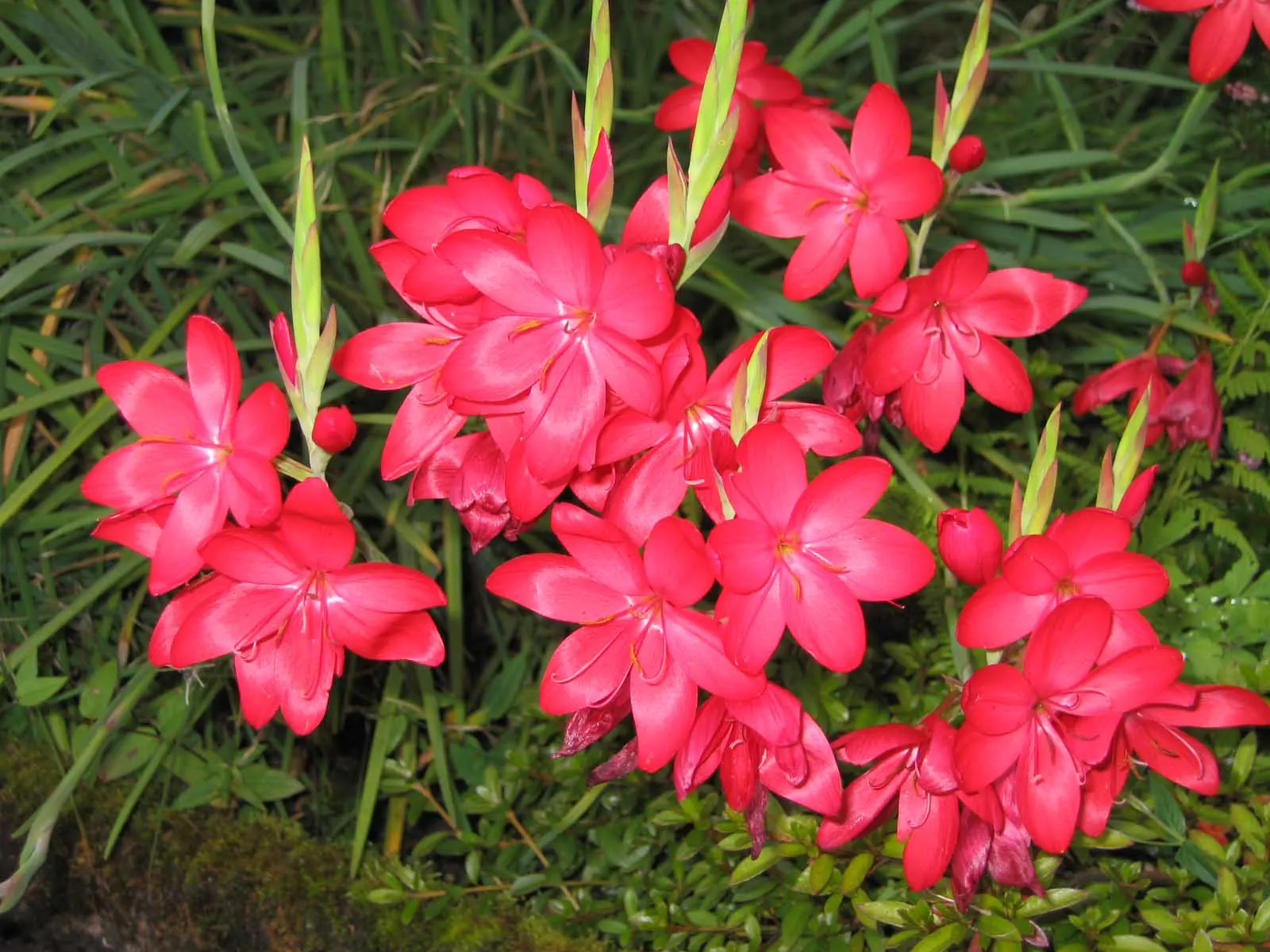 Scarlet River Lily (Schizostylis Coccinea) — sword-like leaves reaching up to 2 feet long