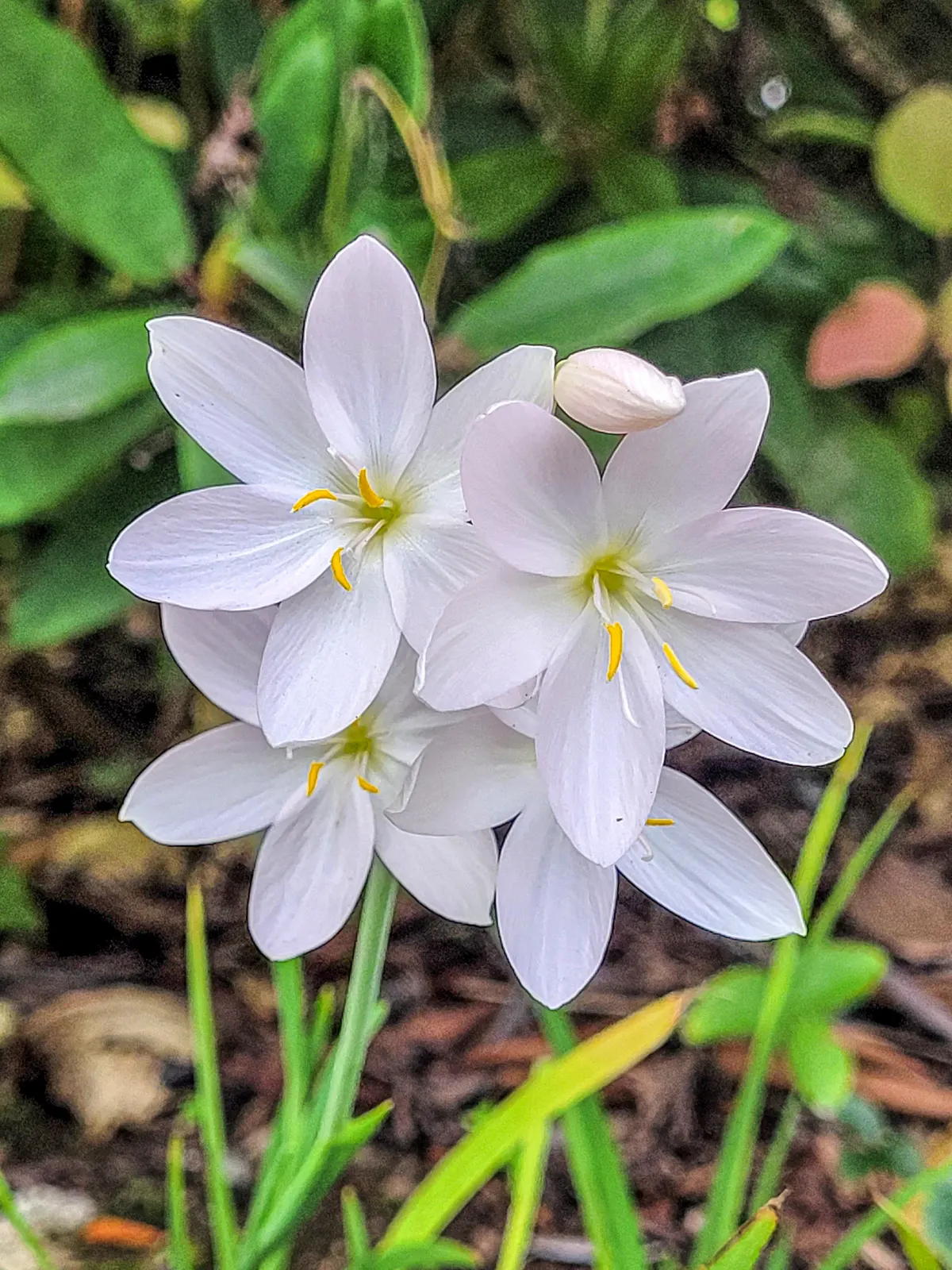 Scarlet River Lily (Schizostylis Coccinea) — The Kaffir Lily reaches an average height of 18 to 24 inches with a spread of 12 to 18 inches