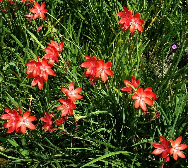 Scarlet River Lily (Schizostylis Coccinea) — star-shaped red or pink flowers atop 2-3 foot stems