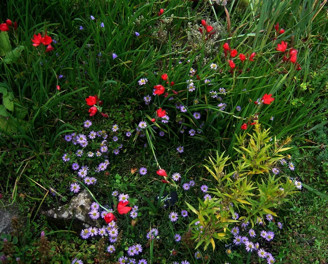Scarlet River Lily (Schizostylis Coccinea) — Blooming late in the season
