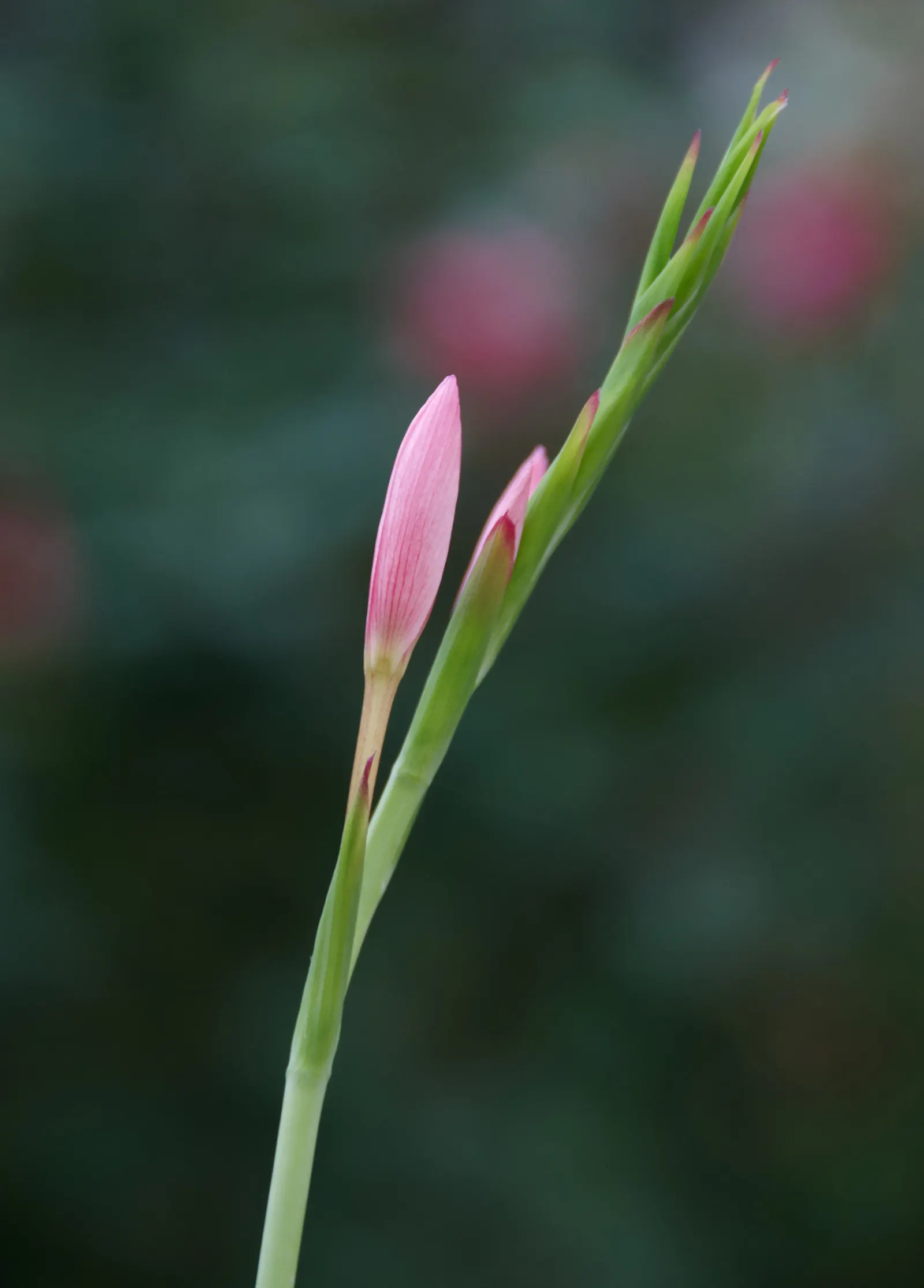 Scarlet River Lily (Schizostylis Coccinea) — is a striking perennial that offers a splash of color to any garden landscape