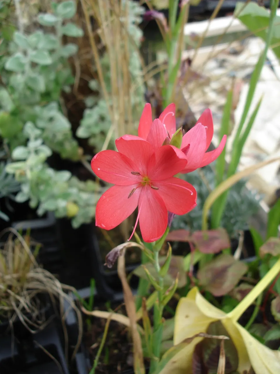 Scarlet River Lily (Schizostylis Coccinea) — The Kaffir Lily (Schizostylis coccinea) is a perennial boasting slender