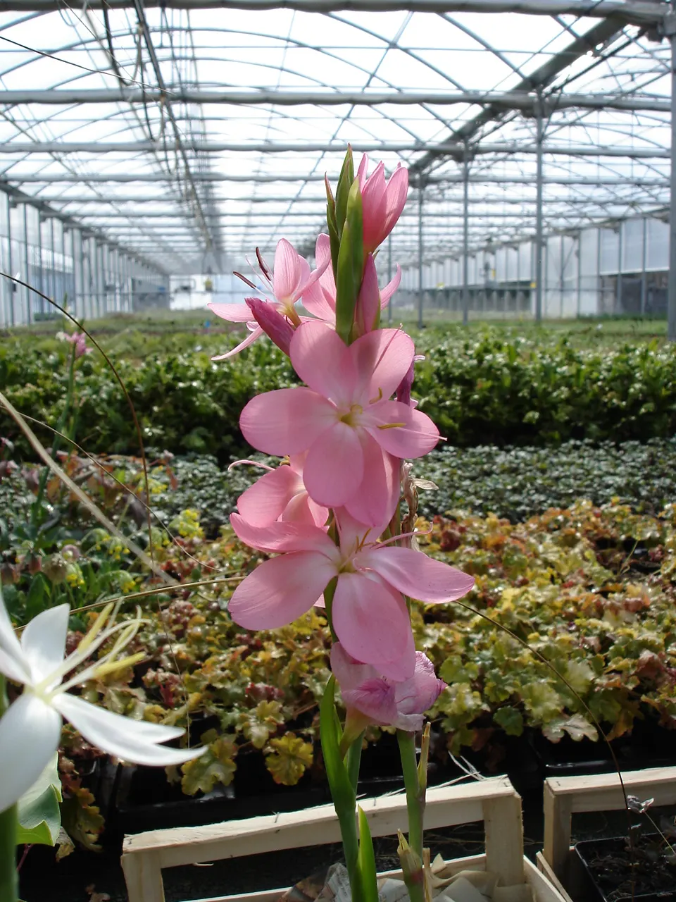Scarlet River Lily (Schizostylis Coccinea) — it's ideal for adding a splash of color when most other plants are fading
