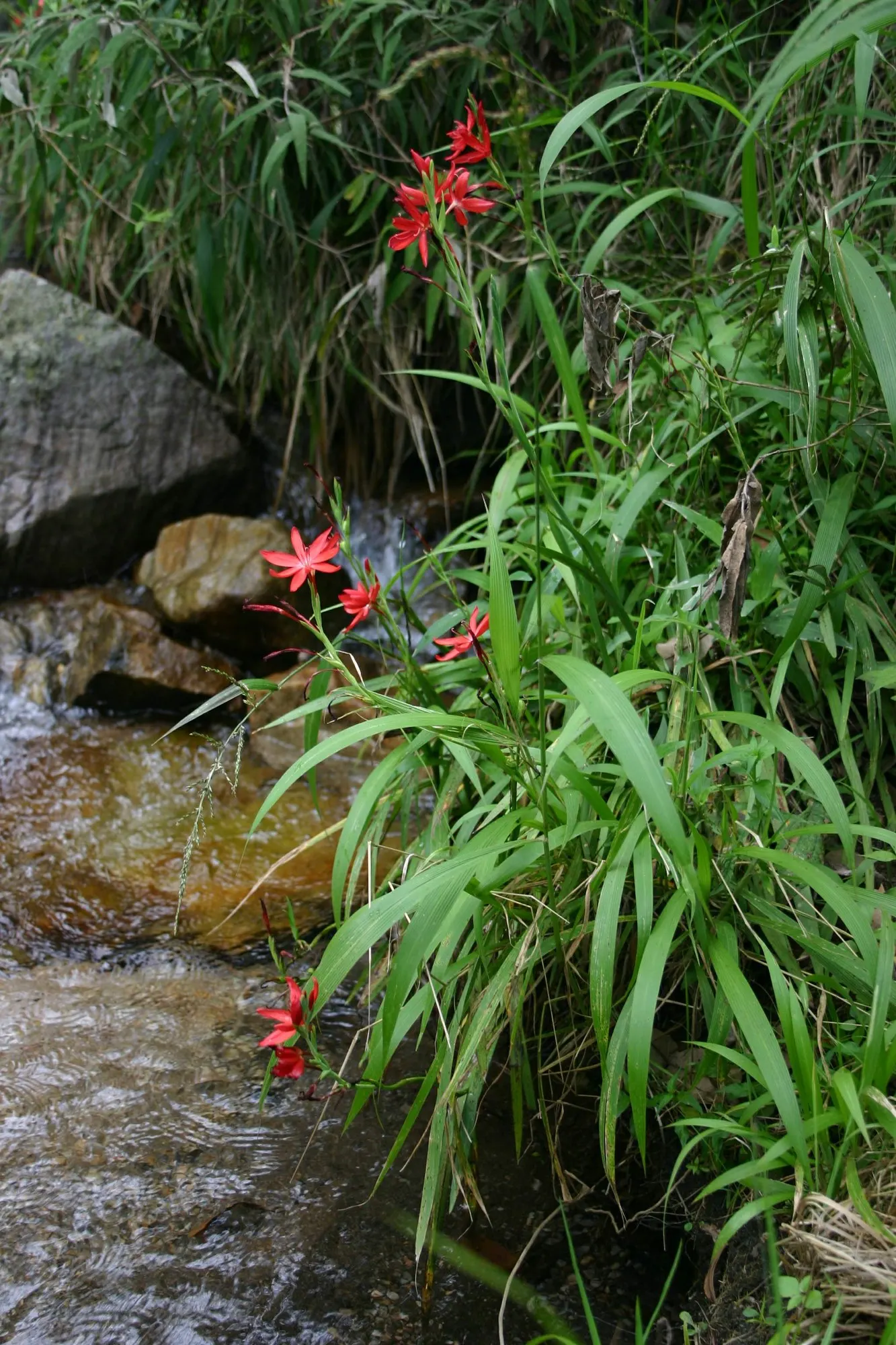 Scarlet River Lily (Schizostylis Coccinea) — The Kaffir Lily's sword-like