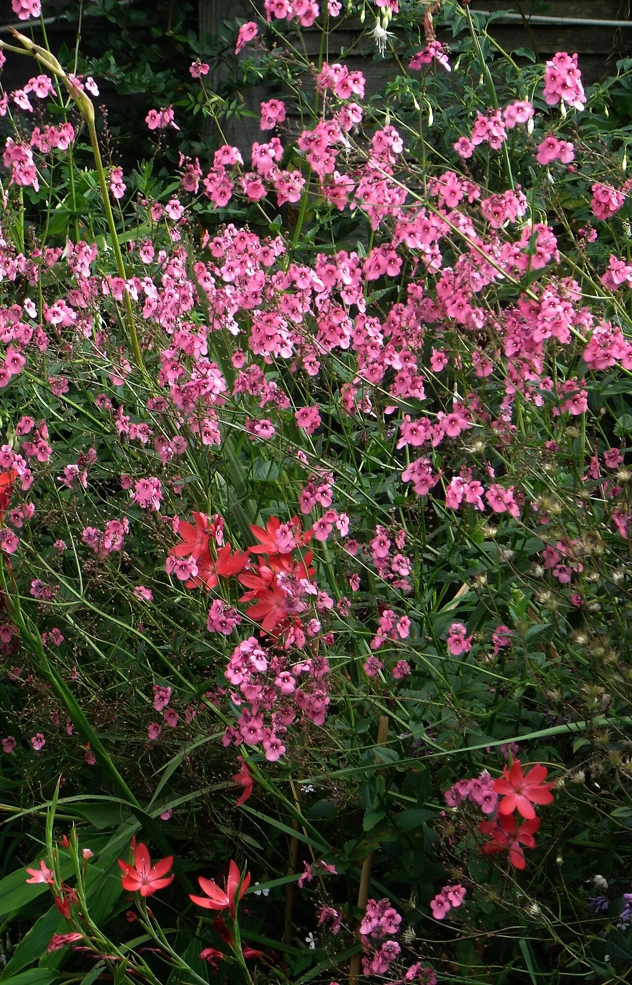 Scarlet River Lily (Schizostylis Coccinea) — evergreen foliage remains attractive throughout the growing season