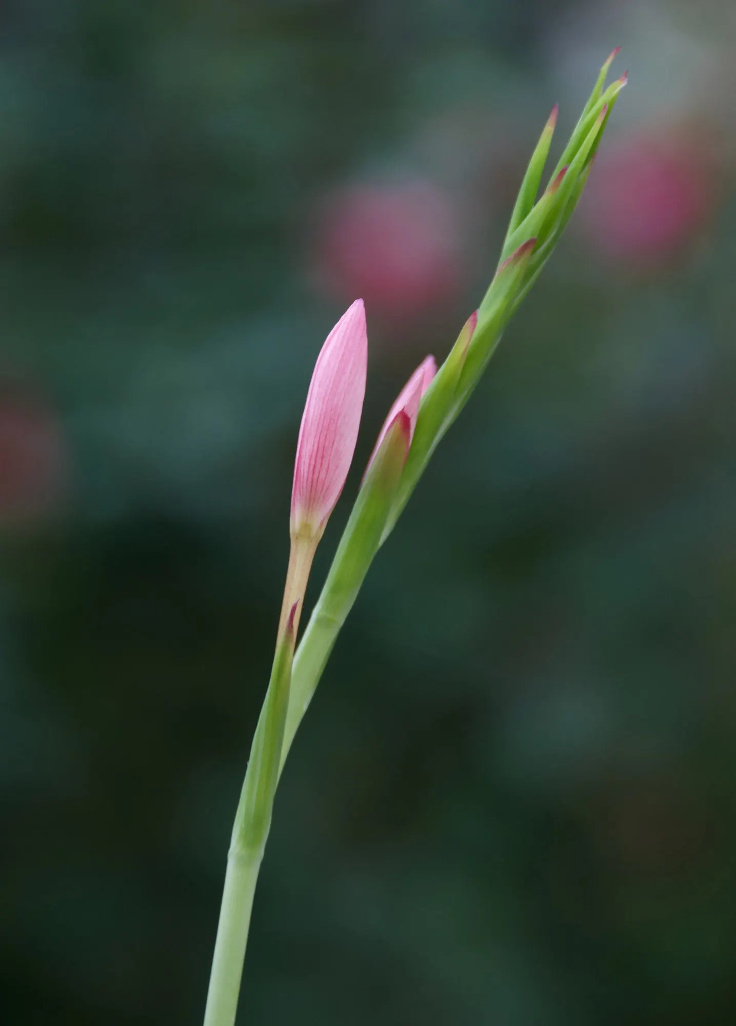 Scarlet River Lily (Schizostylis Coccinea) — bulb for full or half