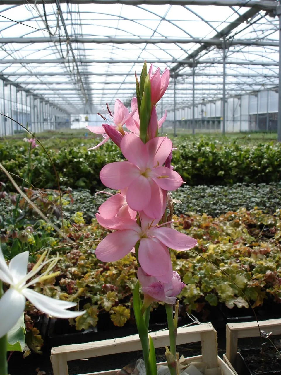 Scarlet River Lily (Schizostylis Coccinea) — often continuing until the first frost