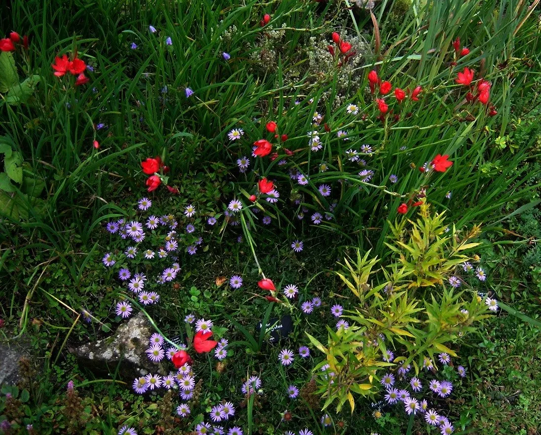 Scarlet River Lily (Schizostylis Coccinea) — depending on the cultivar