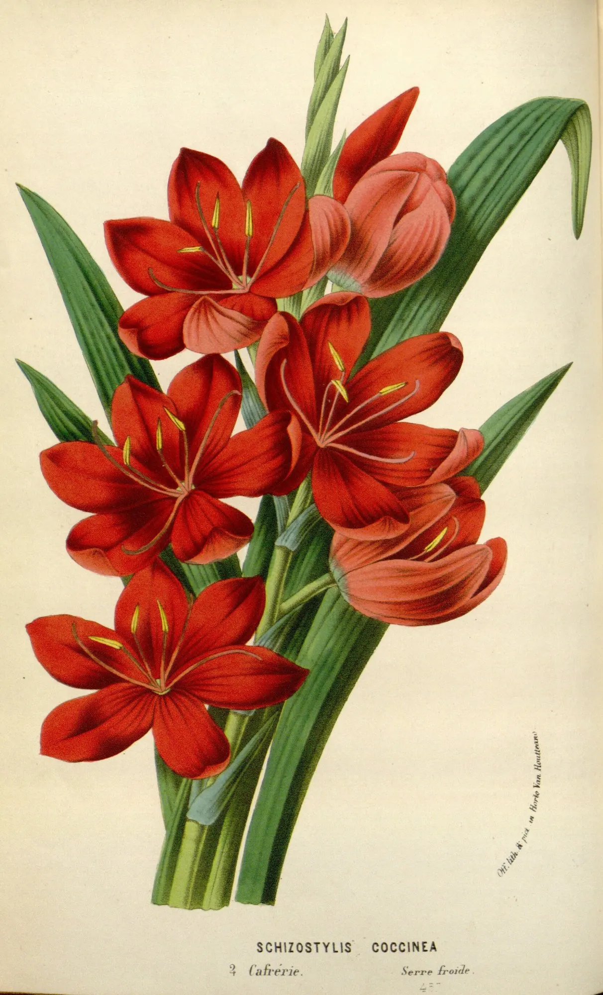 Scarlet River Lily (Schizostylis Coccinea) — They require regular watering, particularly during dry periods, to maintain a lush appearance