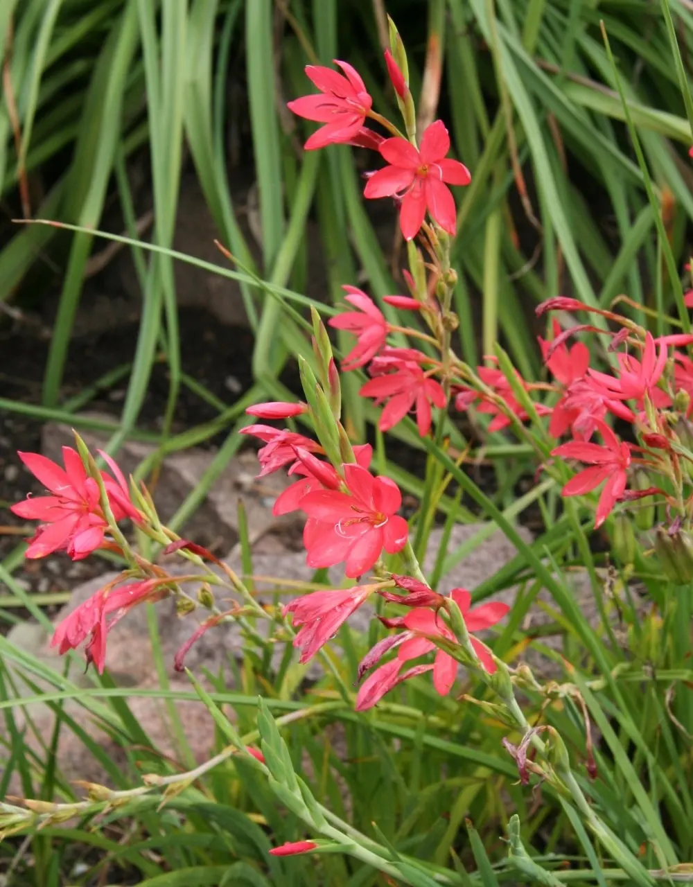 Scarlet River Lily (Schizostylis Coccinea) — pink flowers in the garden