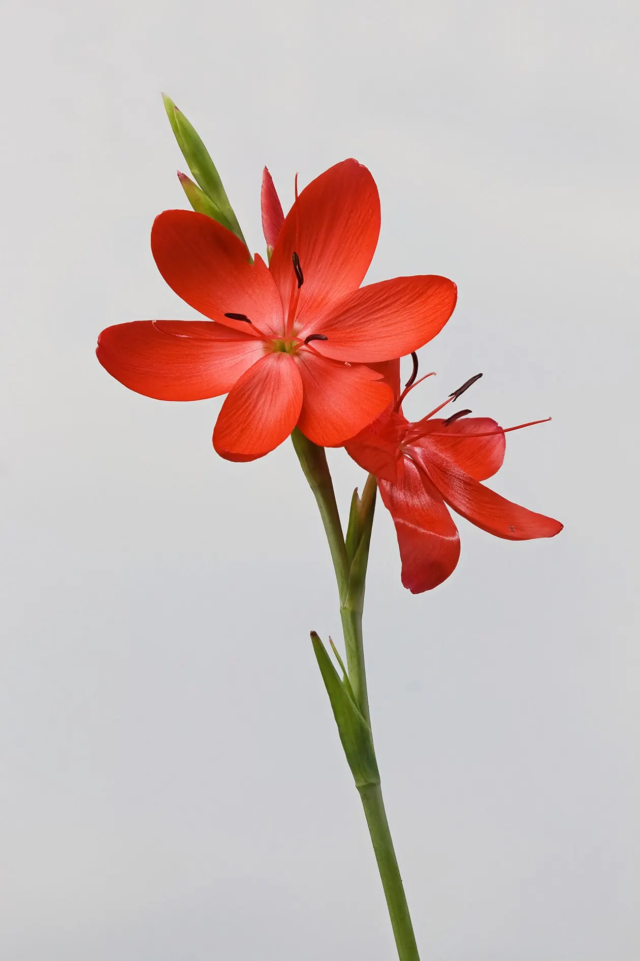 Scarlet River Lily (Schizostylis Coccinea) — bulb with pink blooms