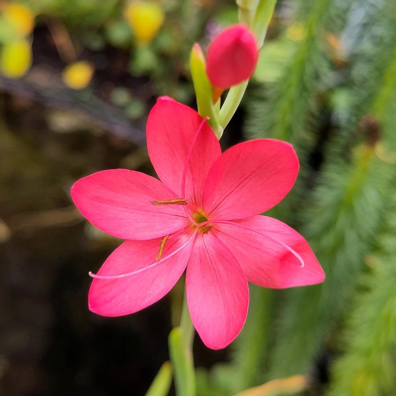 Scarlet River Lily (Schizostylis Coccinea) — erect spikes from late summer through fall