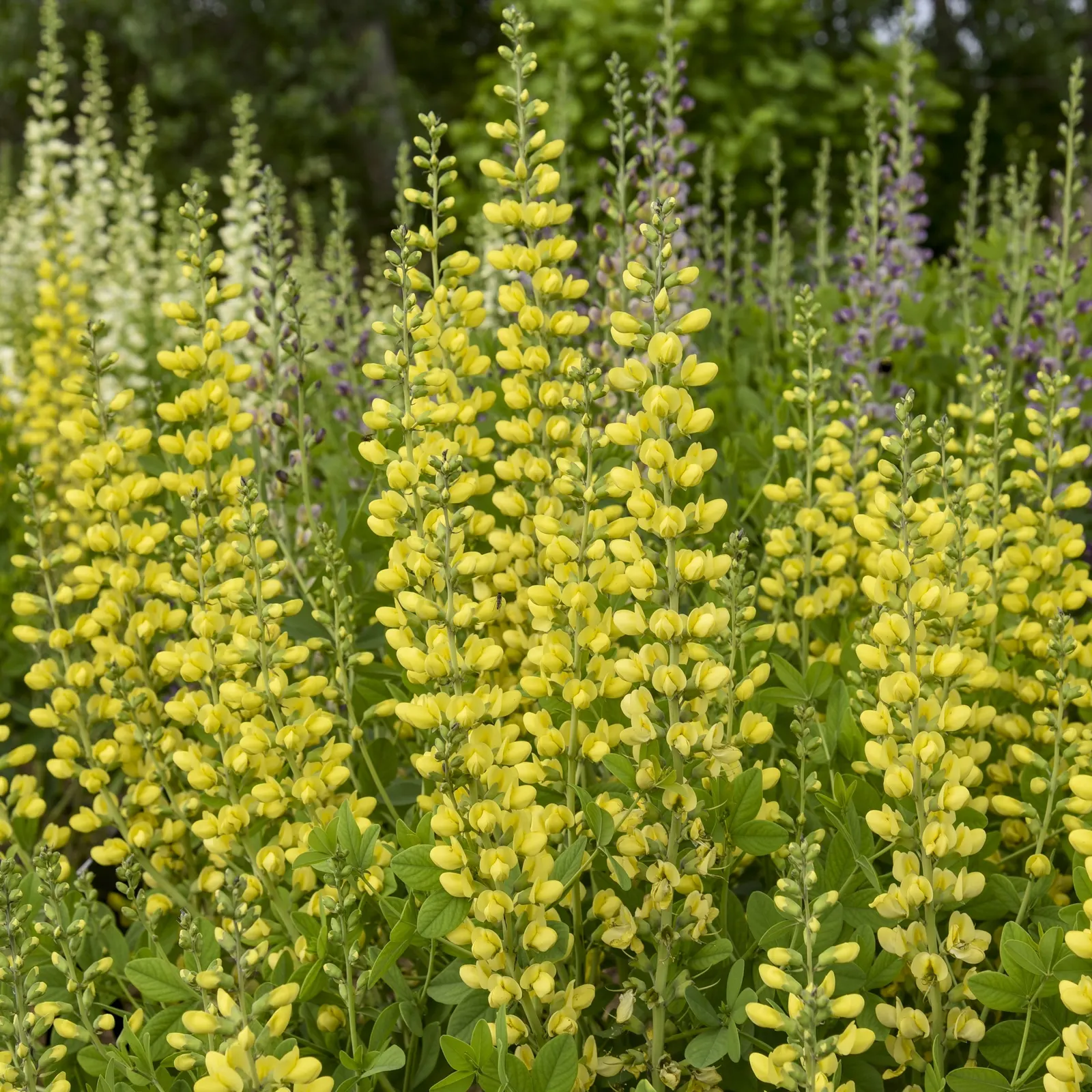 Deluxe 'Lemon Smoothie' False Indigo (Baptisia hybrid) — information and resources