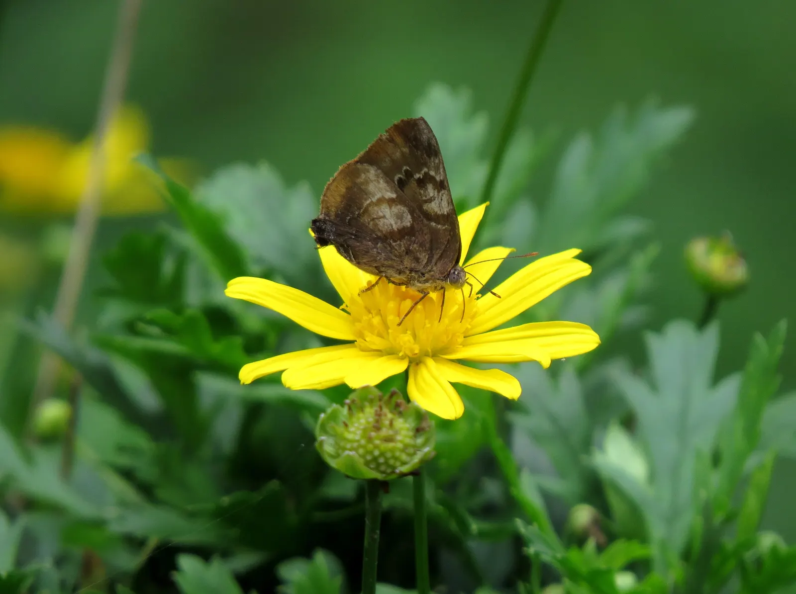 African Bush Daisy (Euryops Chrysanthemoides) — daisy-like yellow flowers