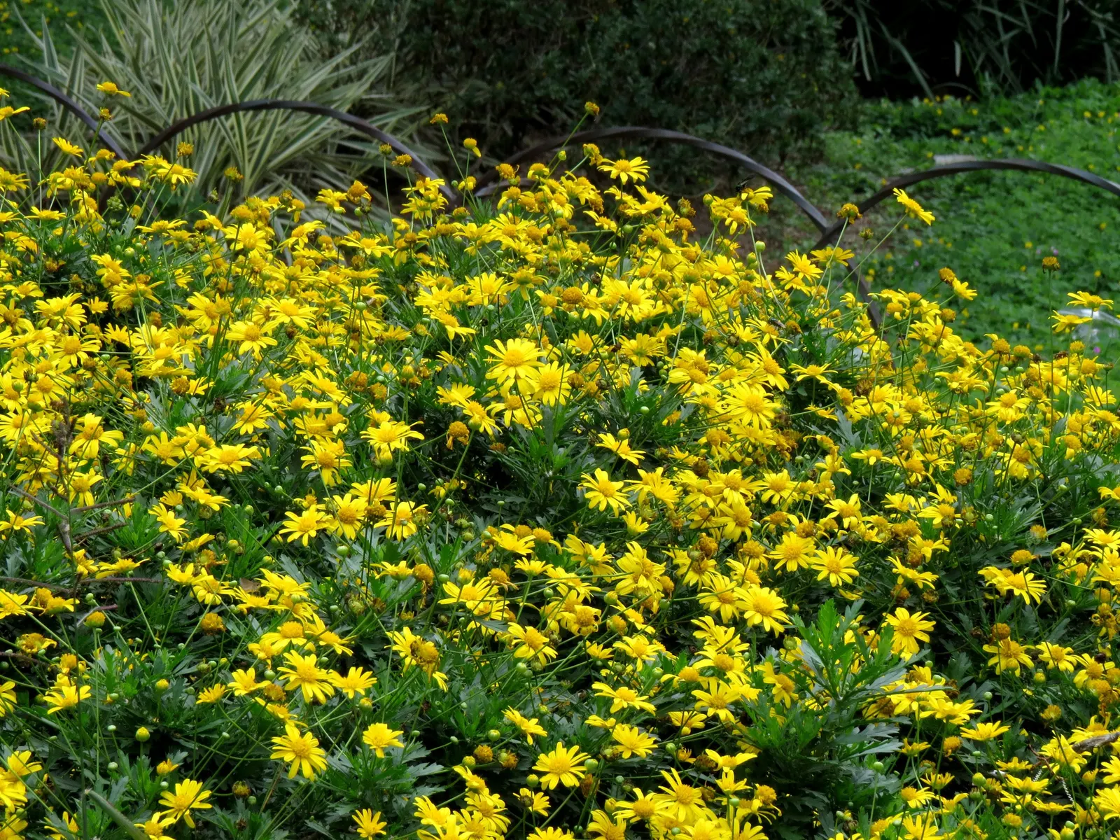 African Bush Daisy (Euryops Chrysanthemoides) — shrub with yellow blooms