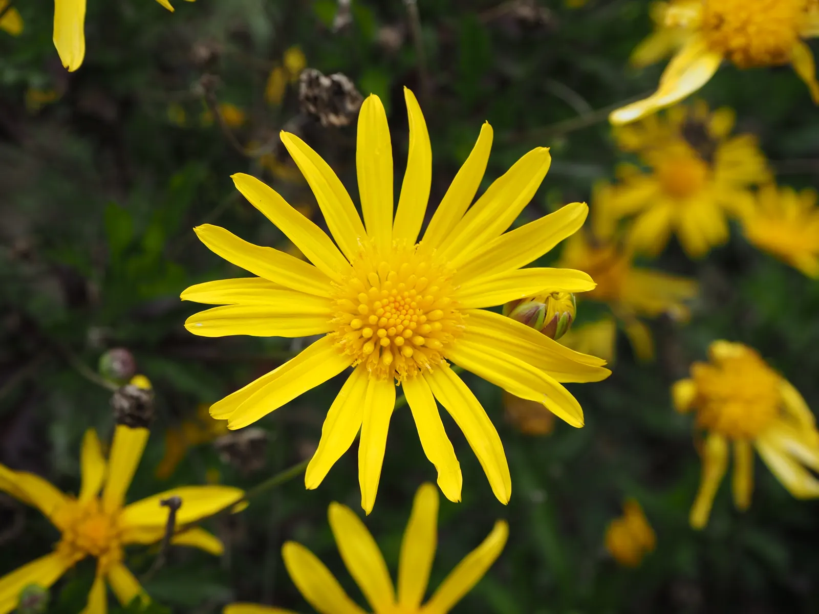 African Bush Daisy (Euryops Chrysanthemoides) — it is moderately drought-tolerant