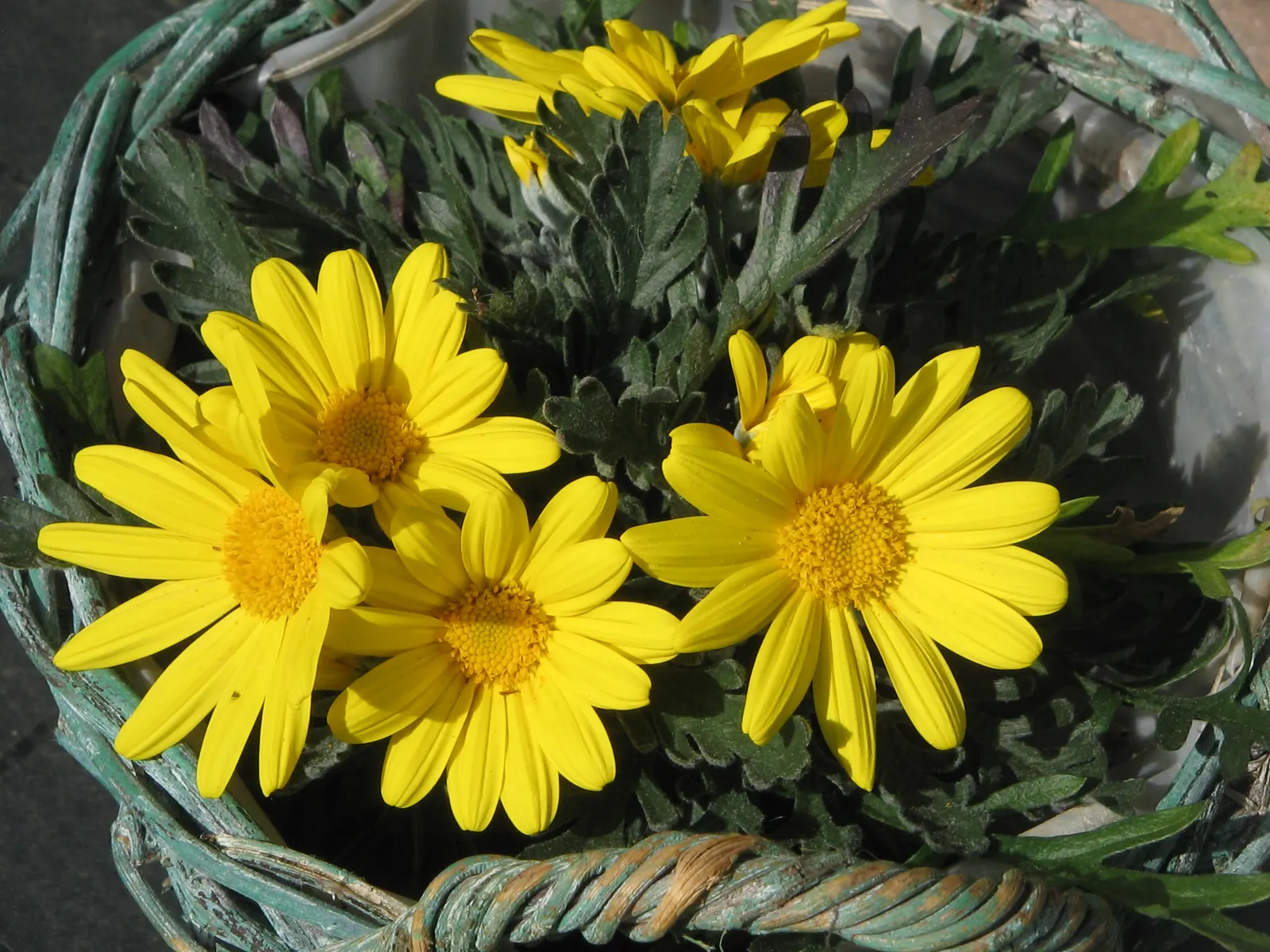African Bush Daisy (Euryops Chrysanthemoides) — yellow flowers in the garden