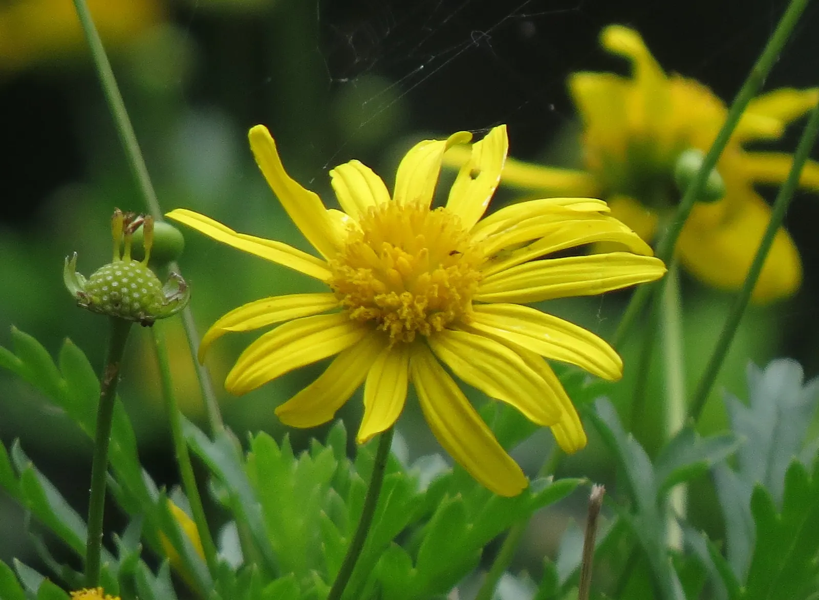 African Bush Daisy (Euryops Chrysanthemoides) — evergreen shrub well-known for its resplendent