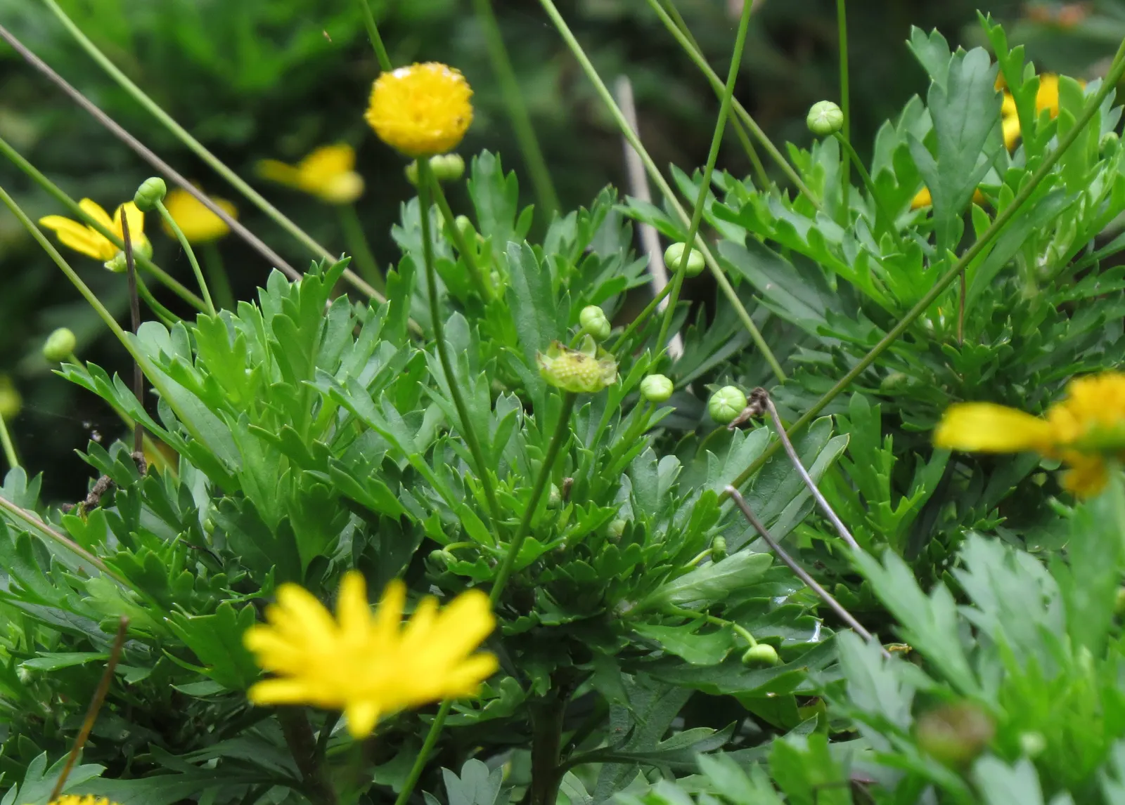 African Bush Daisy (Euryops Chrysanthemoides) — commonly known as the African Bush Daisy; this hardy plant prefers well-drained soil and regular watering