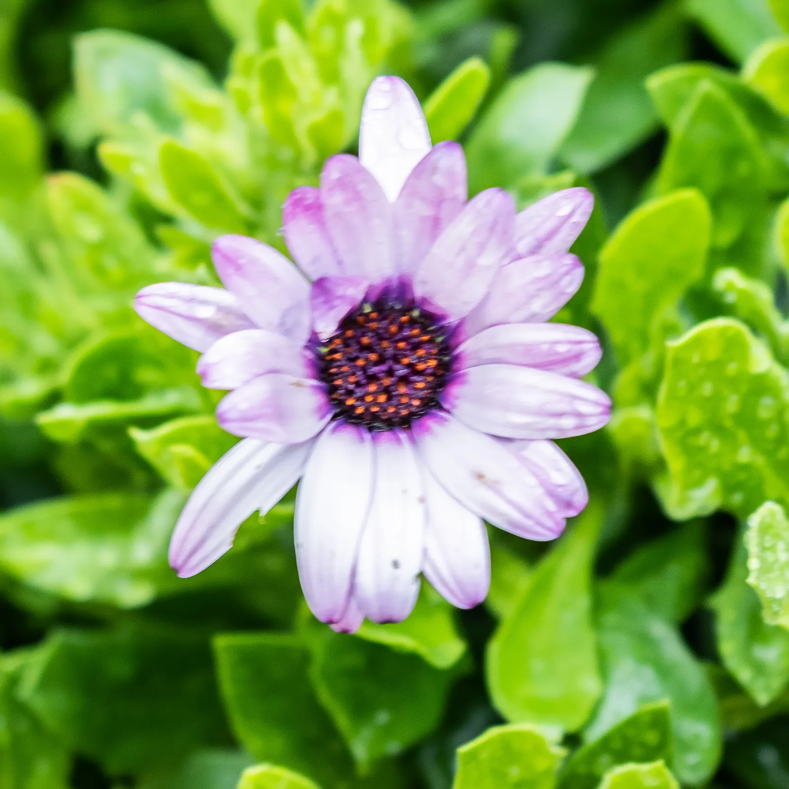 African Bush Daisy (Euryops Chrysanthemoides) — this eye-catching plant is an excellent choice for borders