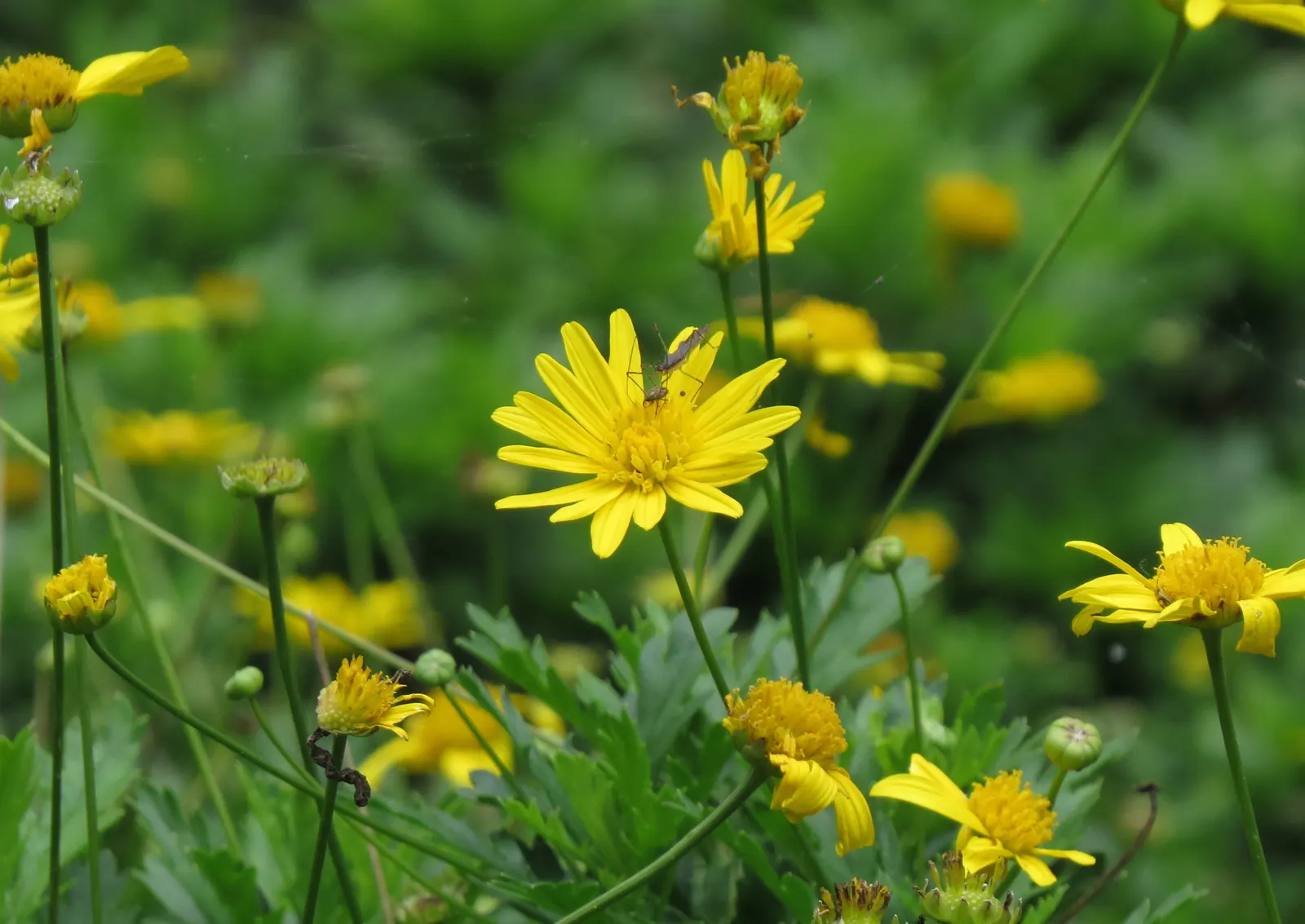 African Bush Daisy (Euryops Chrysanthemoides) — Flourishing in zones 9-11, it boasts bright yellow, daisy-like flowers year-round in full sun